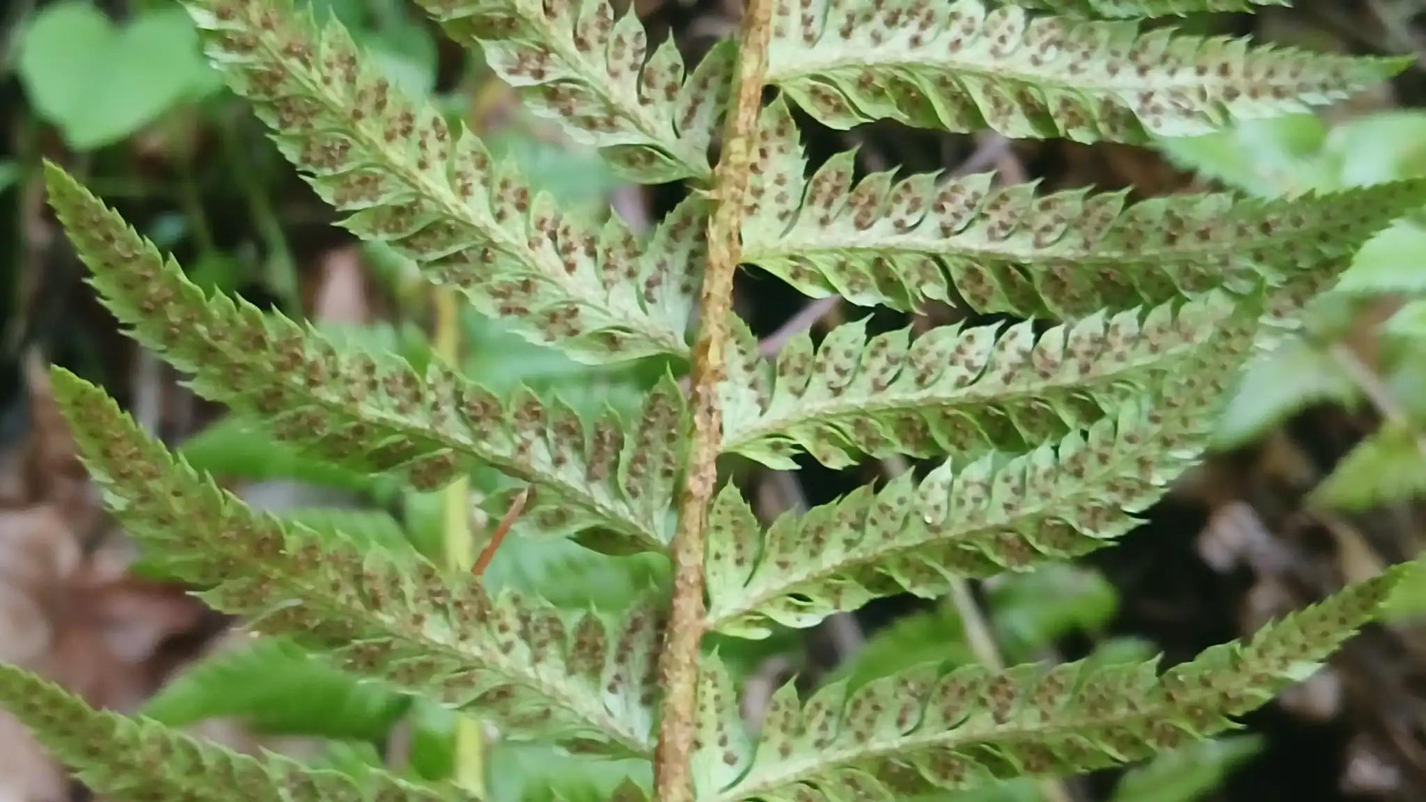 Illyrian Holly Fern