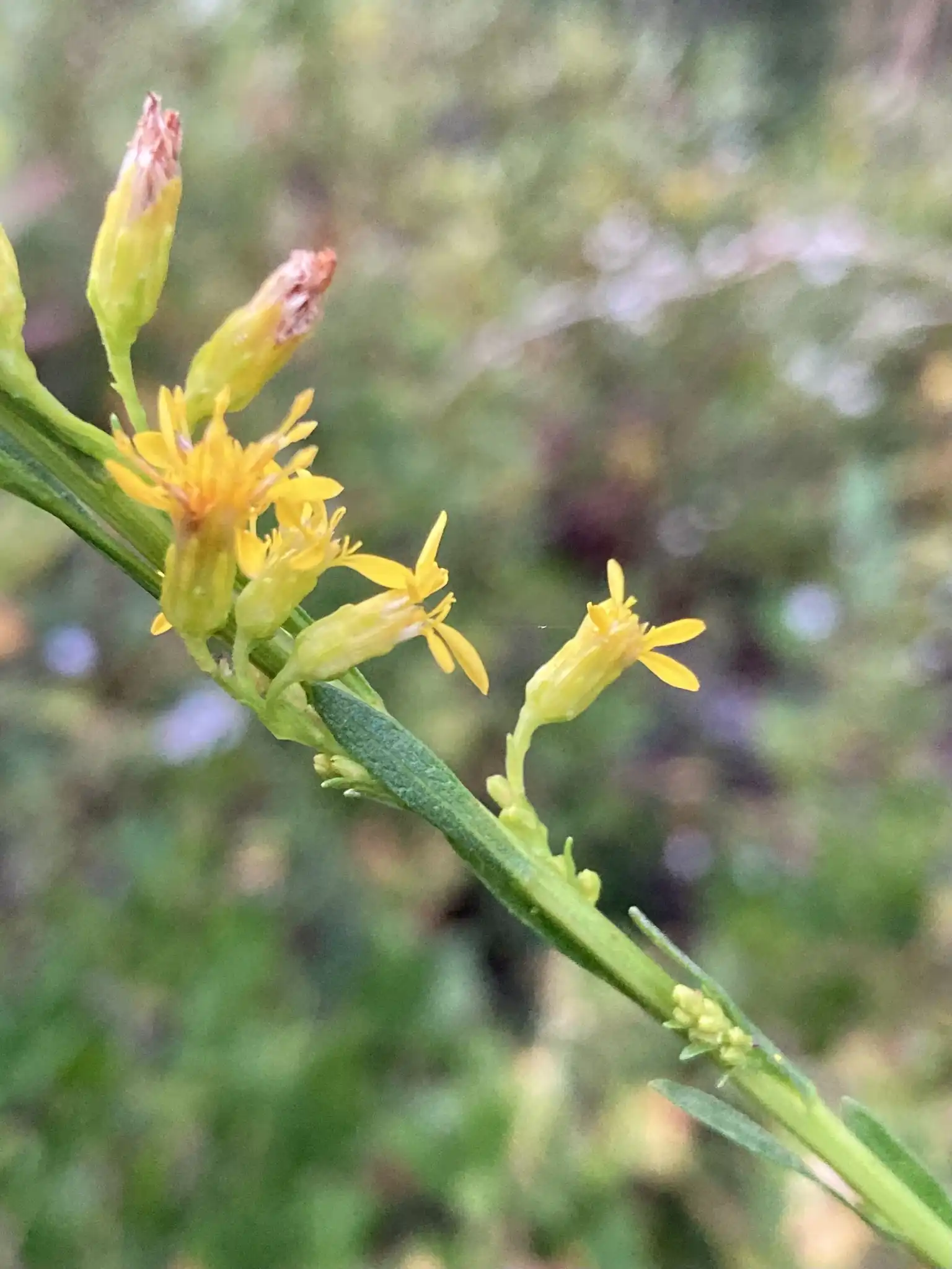 Wand Goldenrod