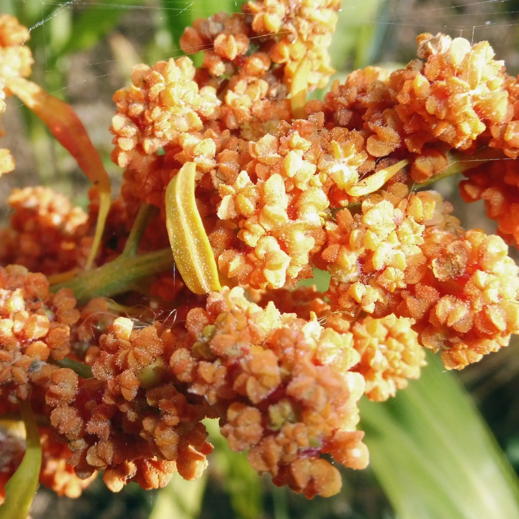 Quinoa