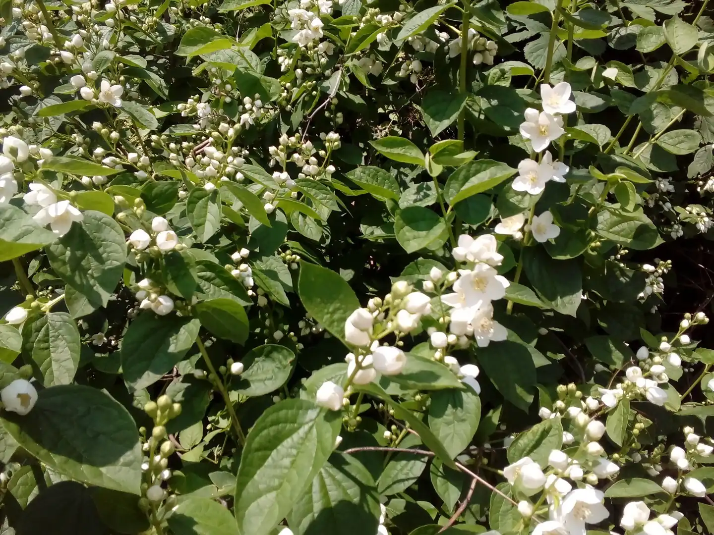 Mockorange