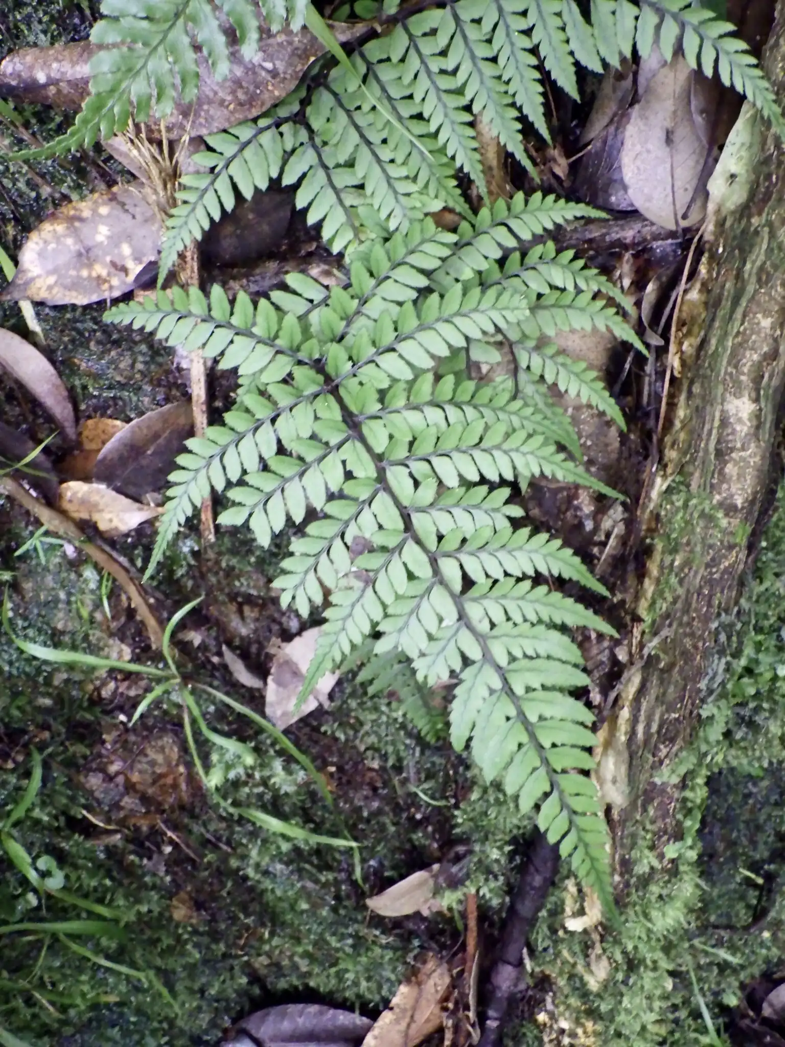 Eared Lady Fern