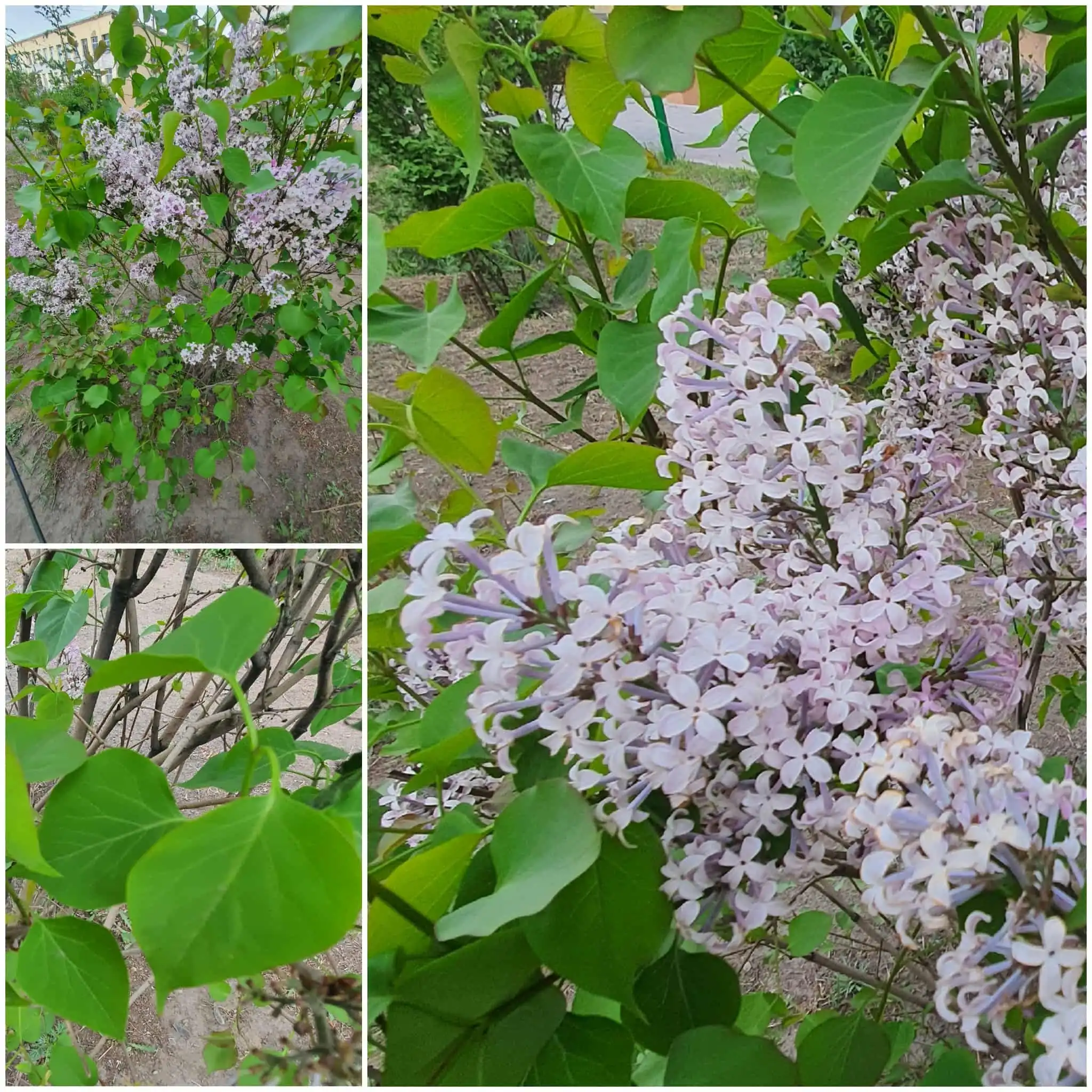 Early Lilac