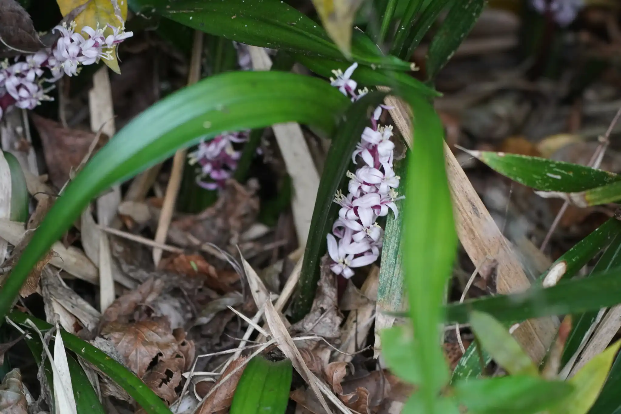 Pink False Lily of the Valley