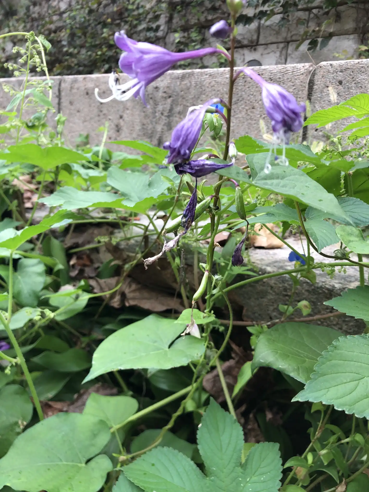 Long-stalked Hosta