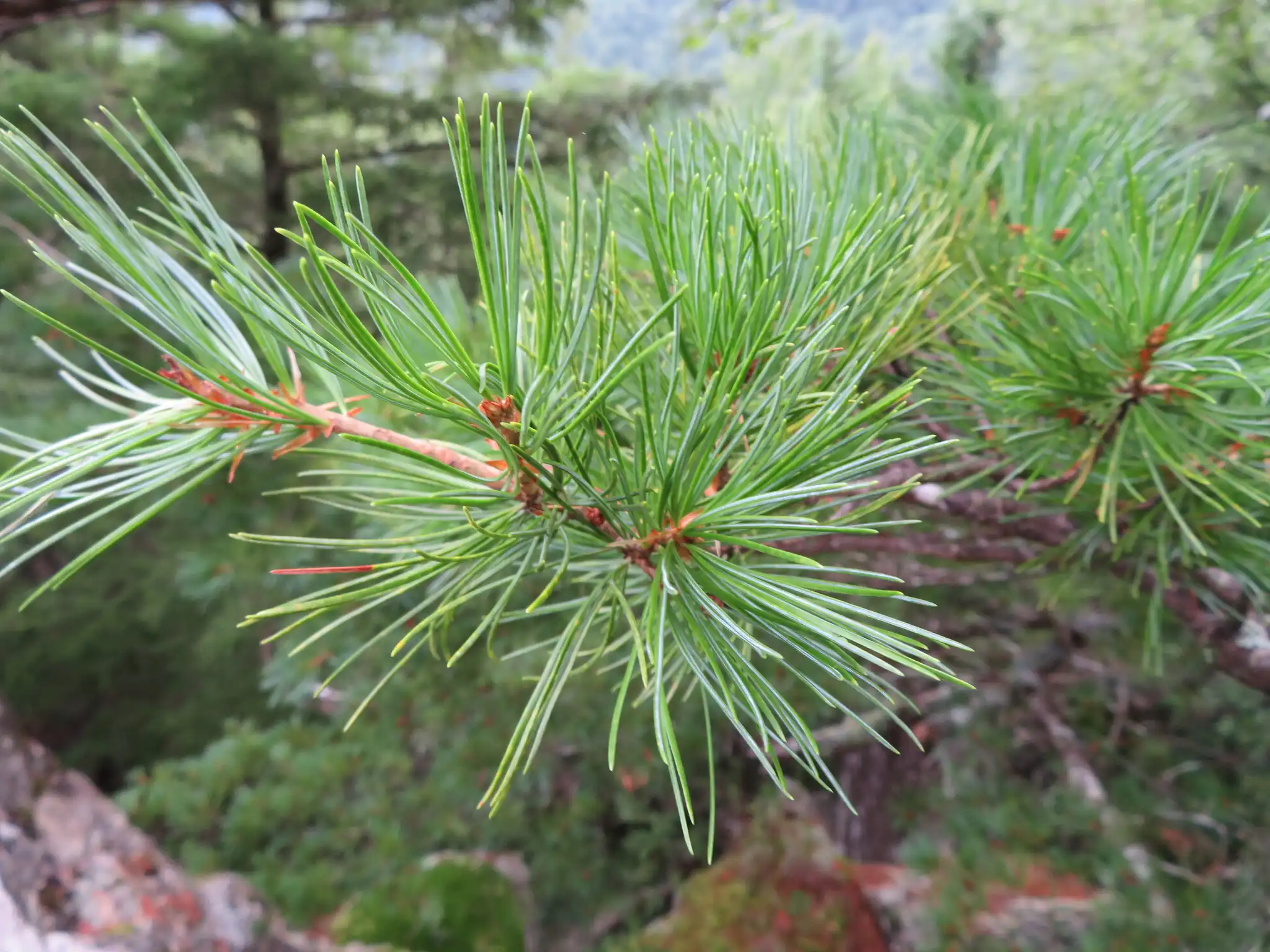 Japanese White Pine