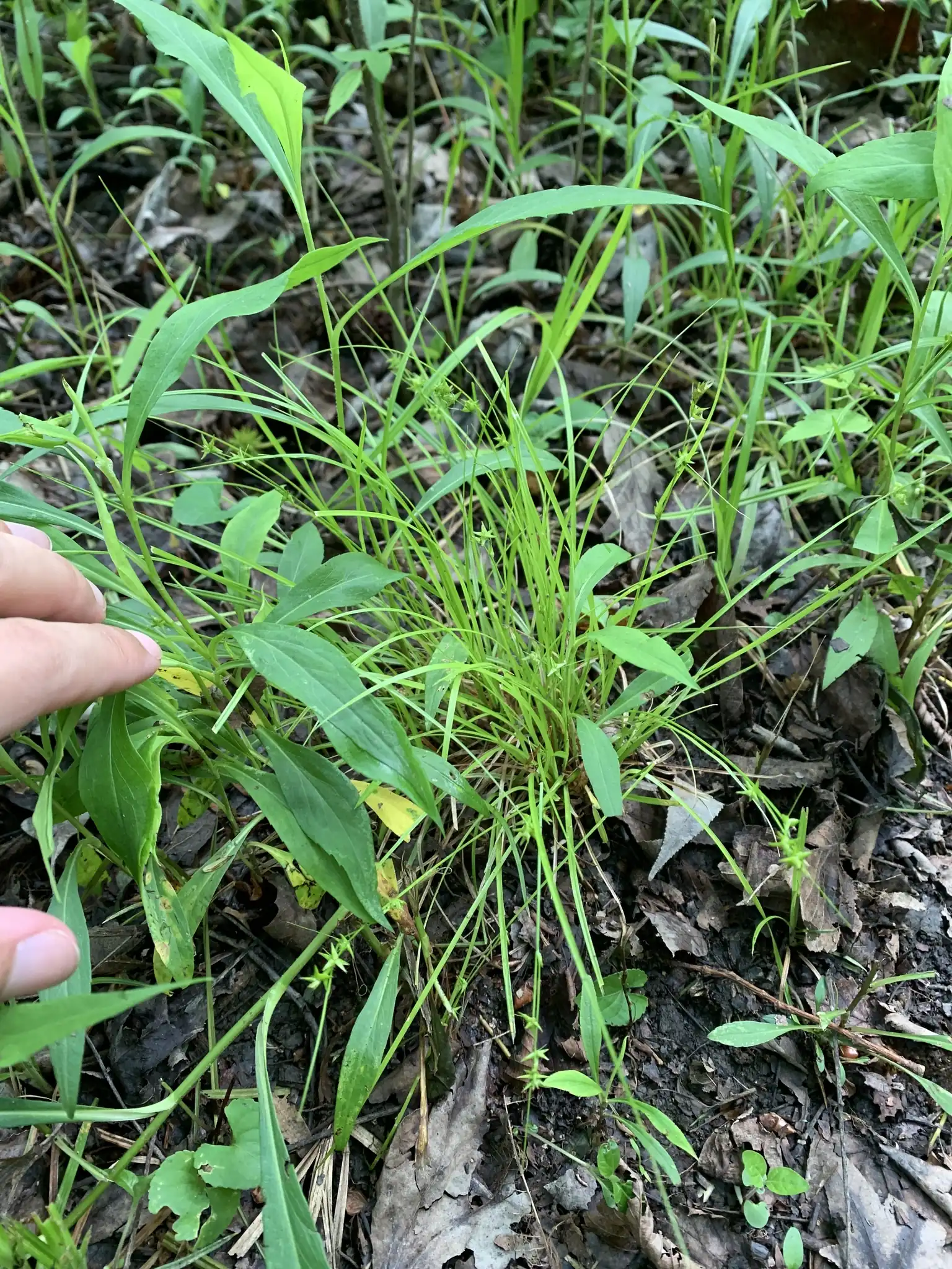 Texas Sedge