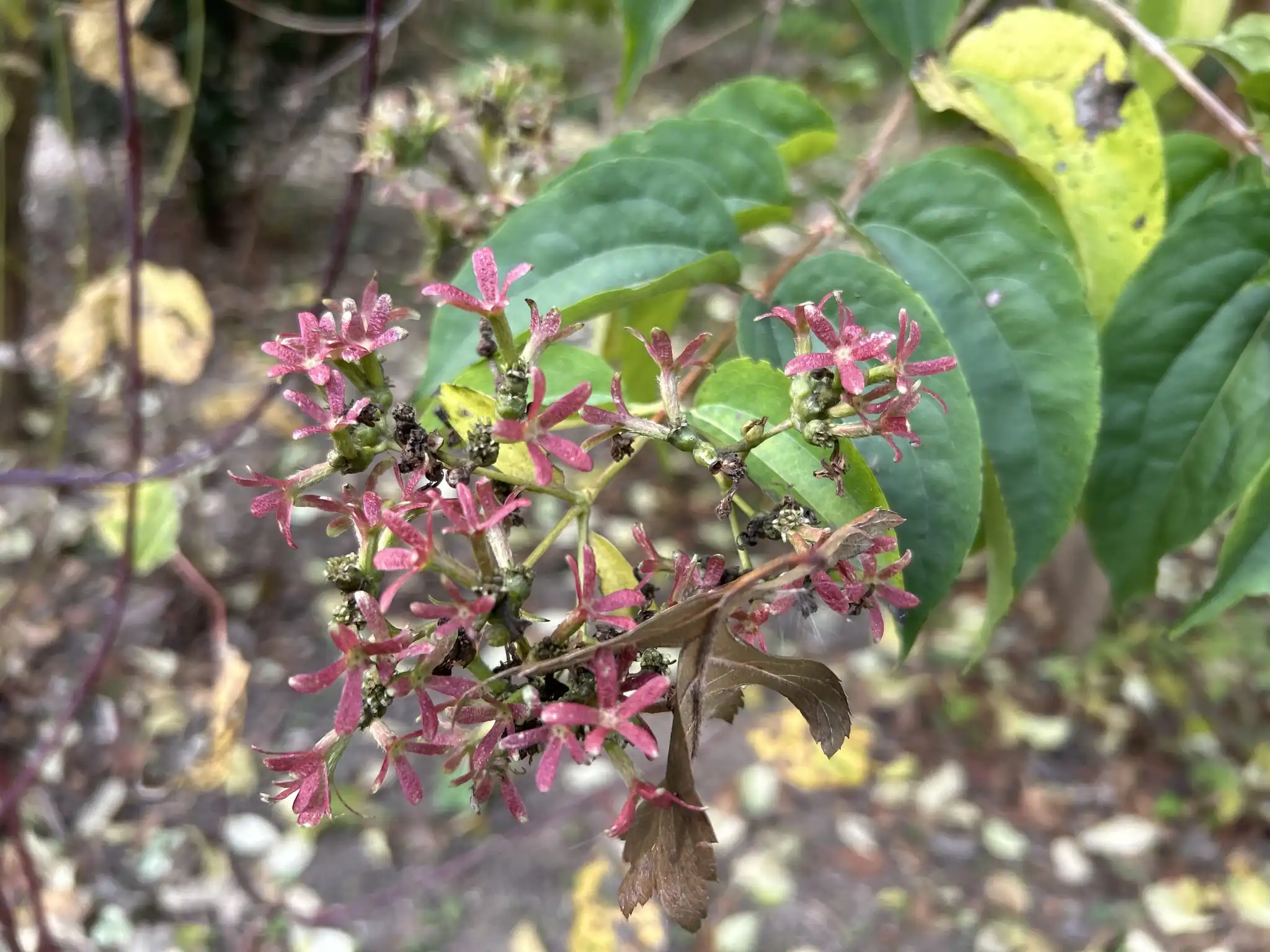 Seven-Son Flower