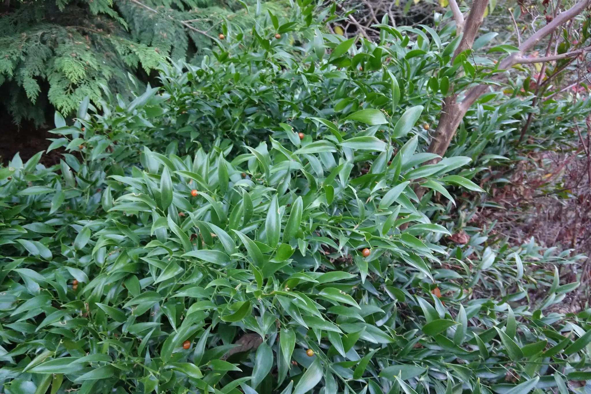 Alexandrian Laurel