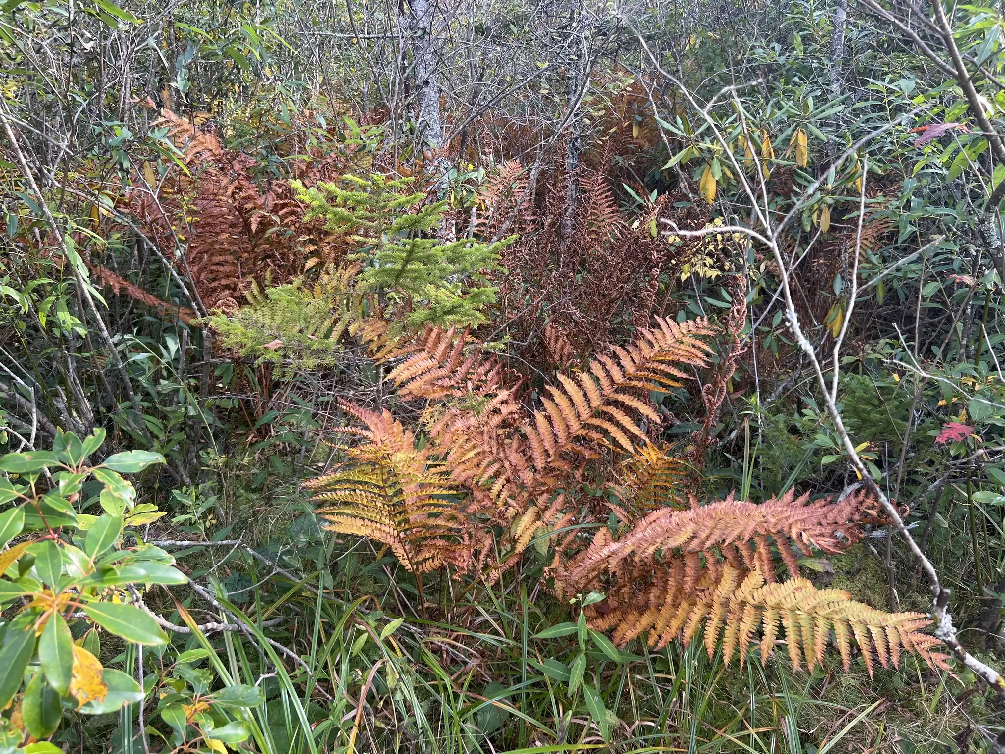 Cinnamon Fern
