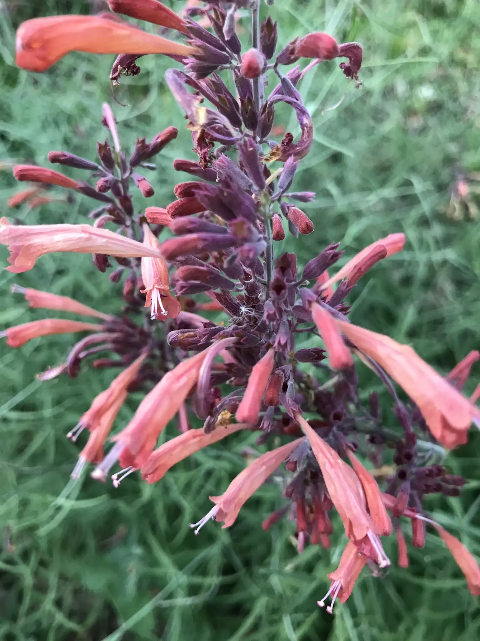 Sunset Hyssop