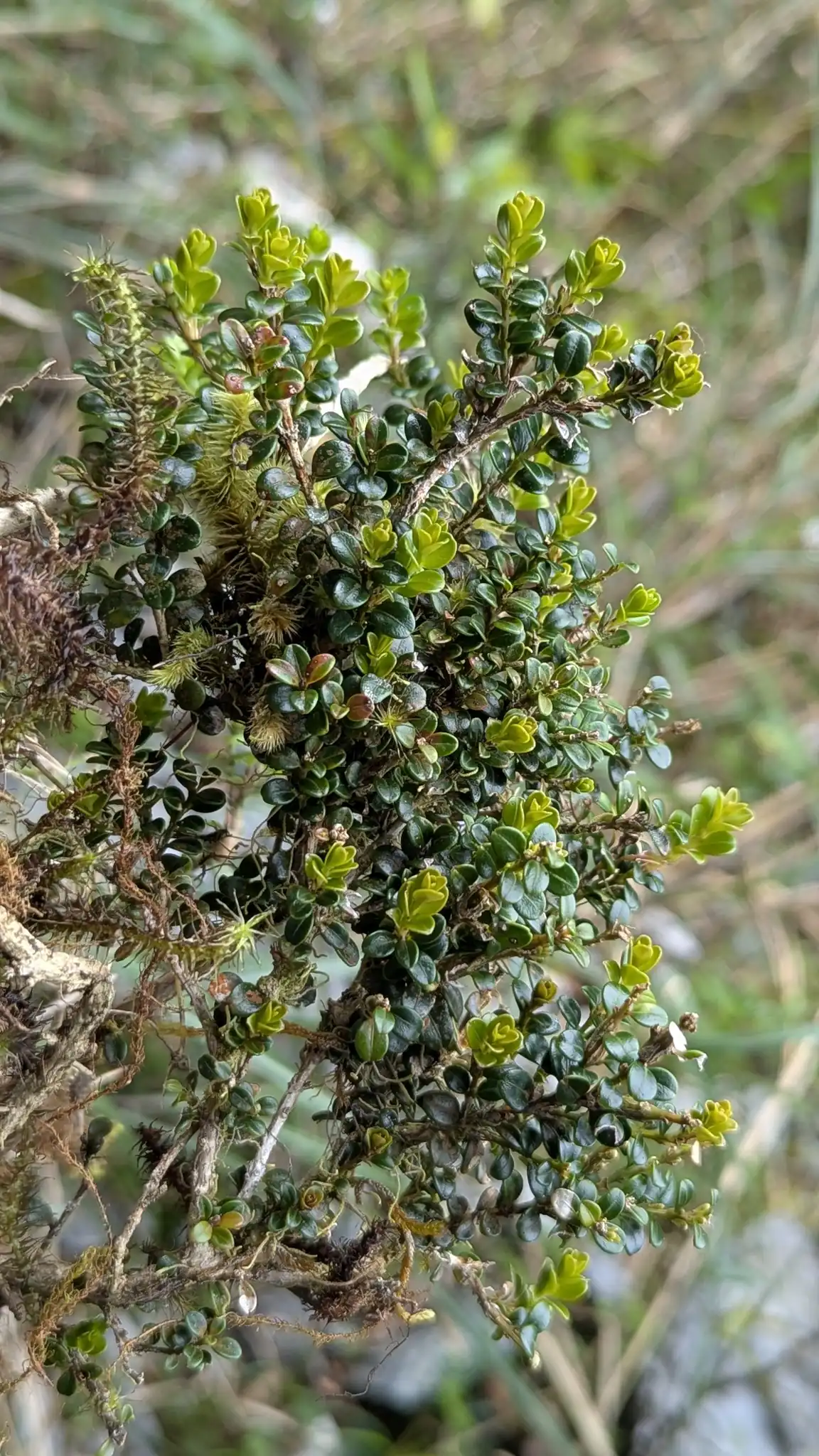 Korean Boxwood