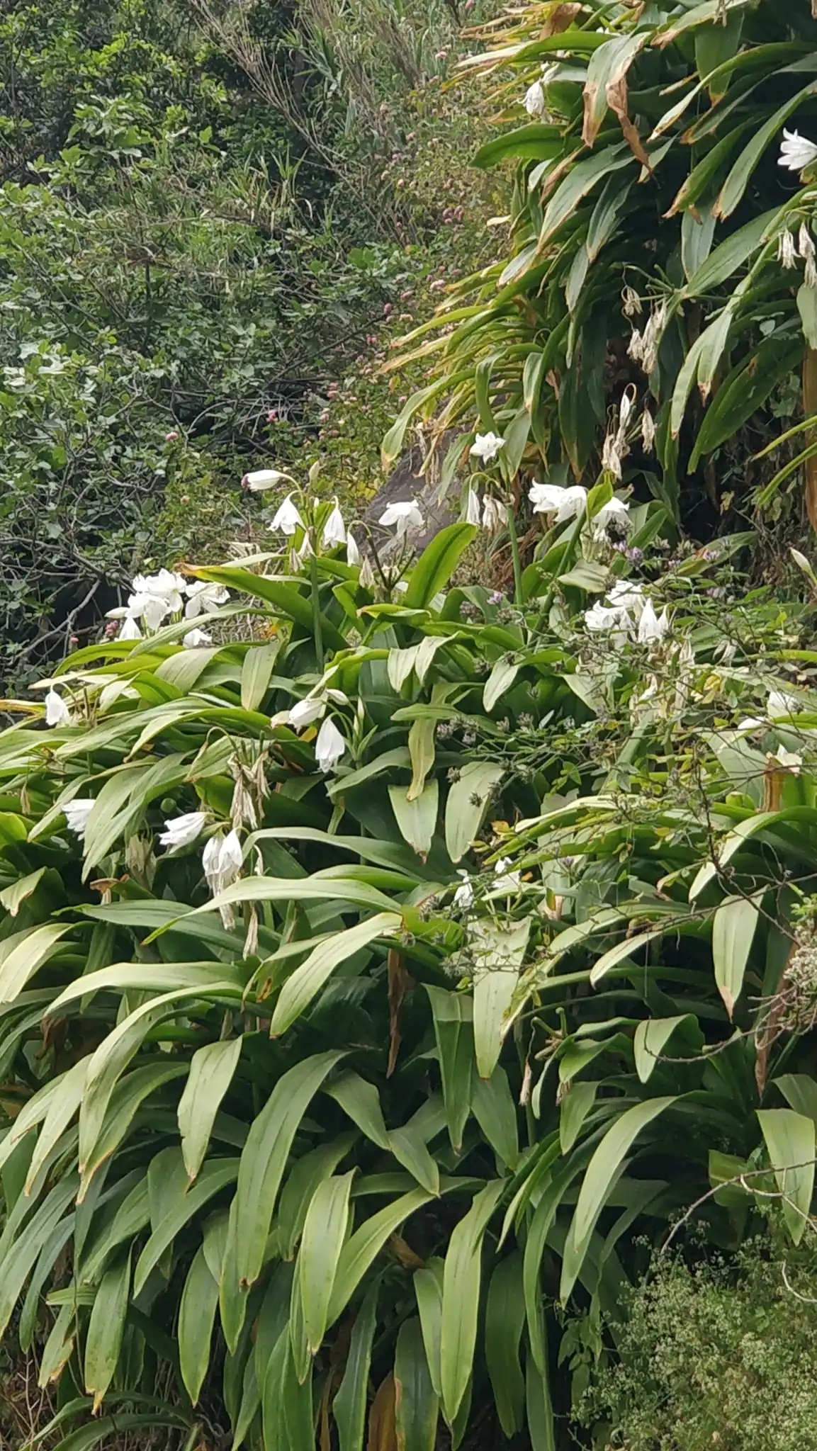 Crinum x powellii