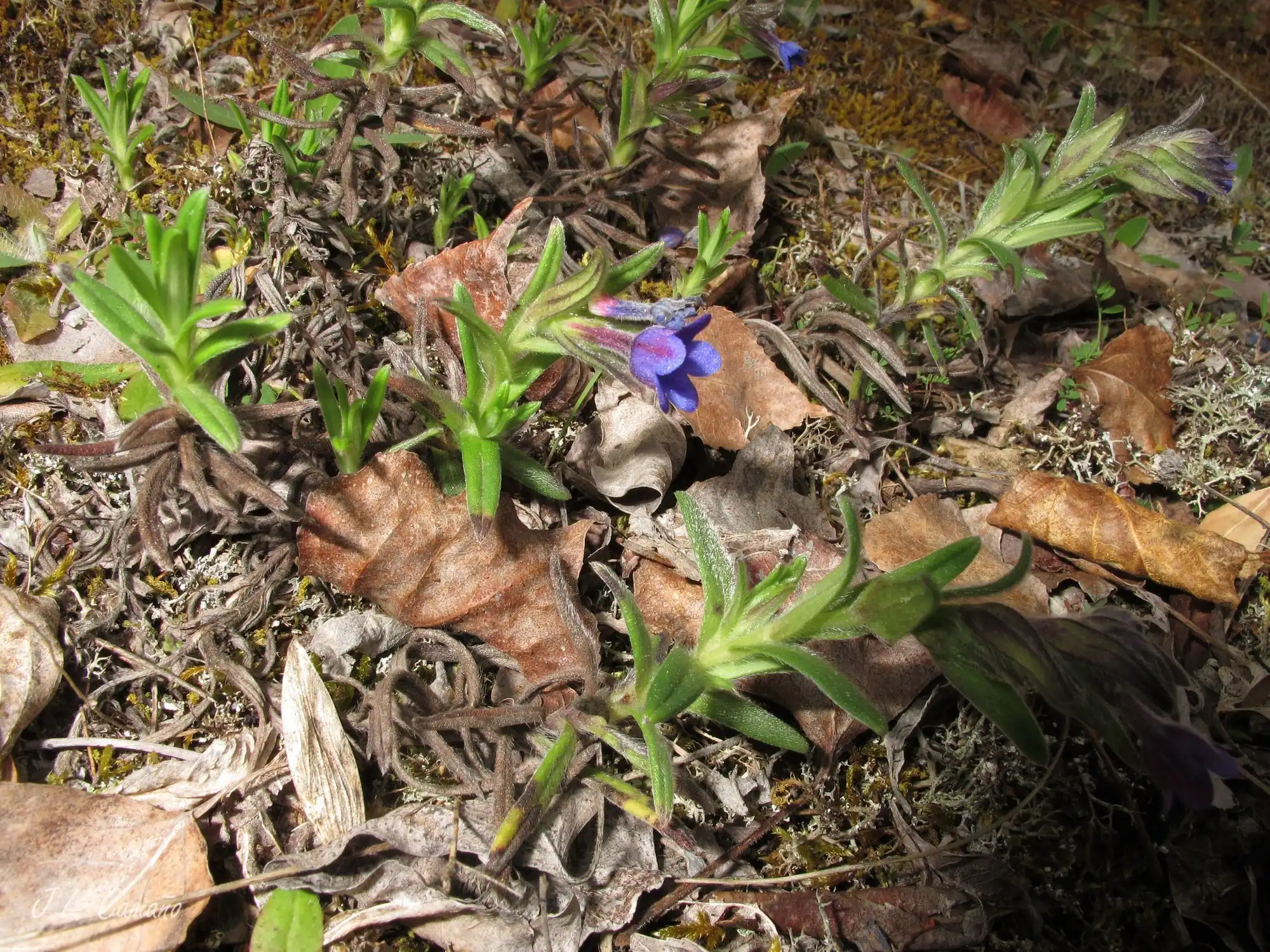 Lithodora