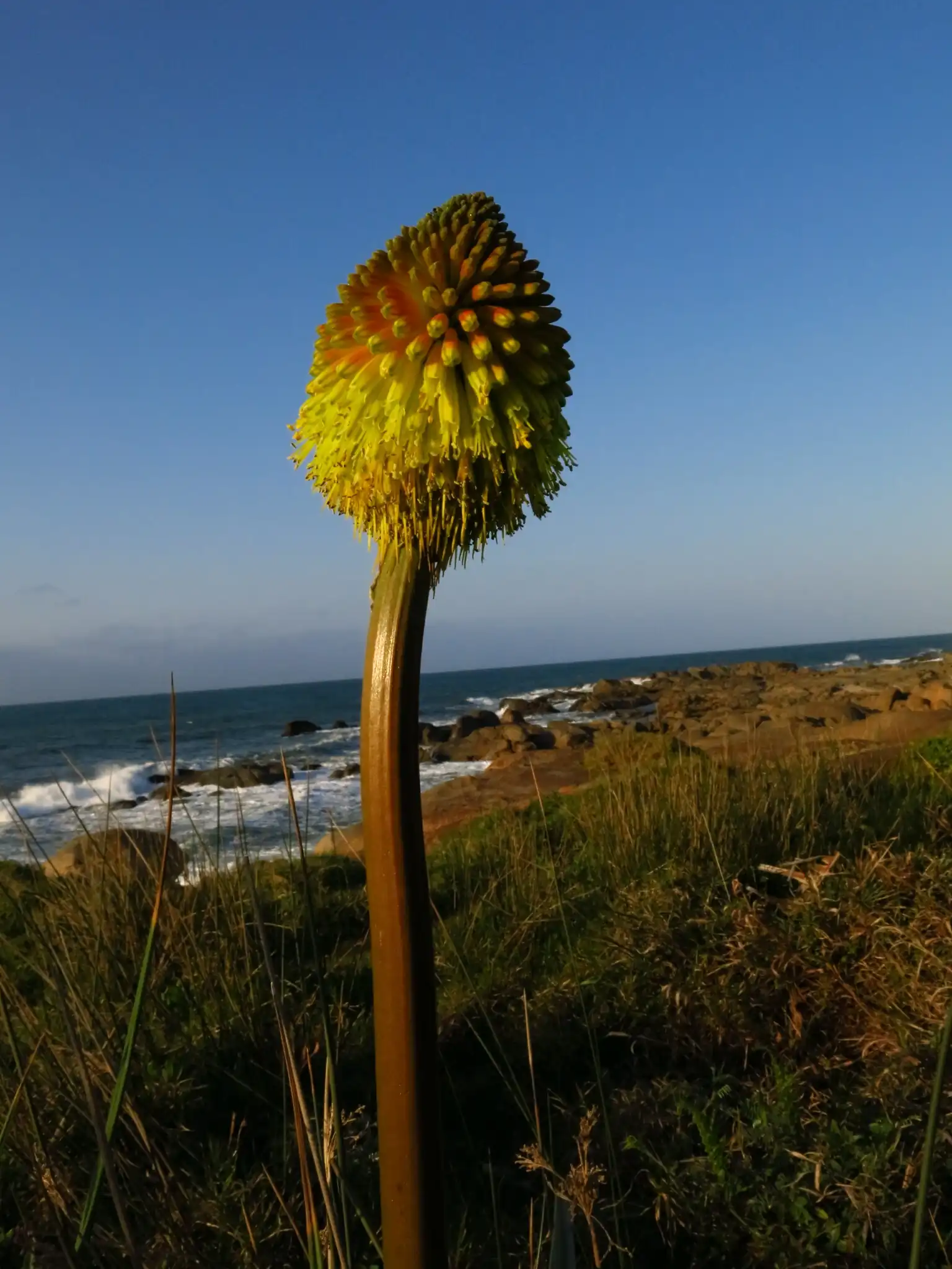 Rooper's Red Hot Poker