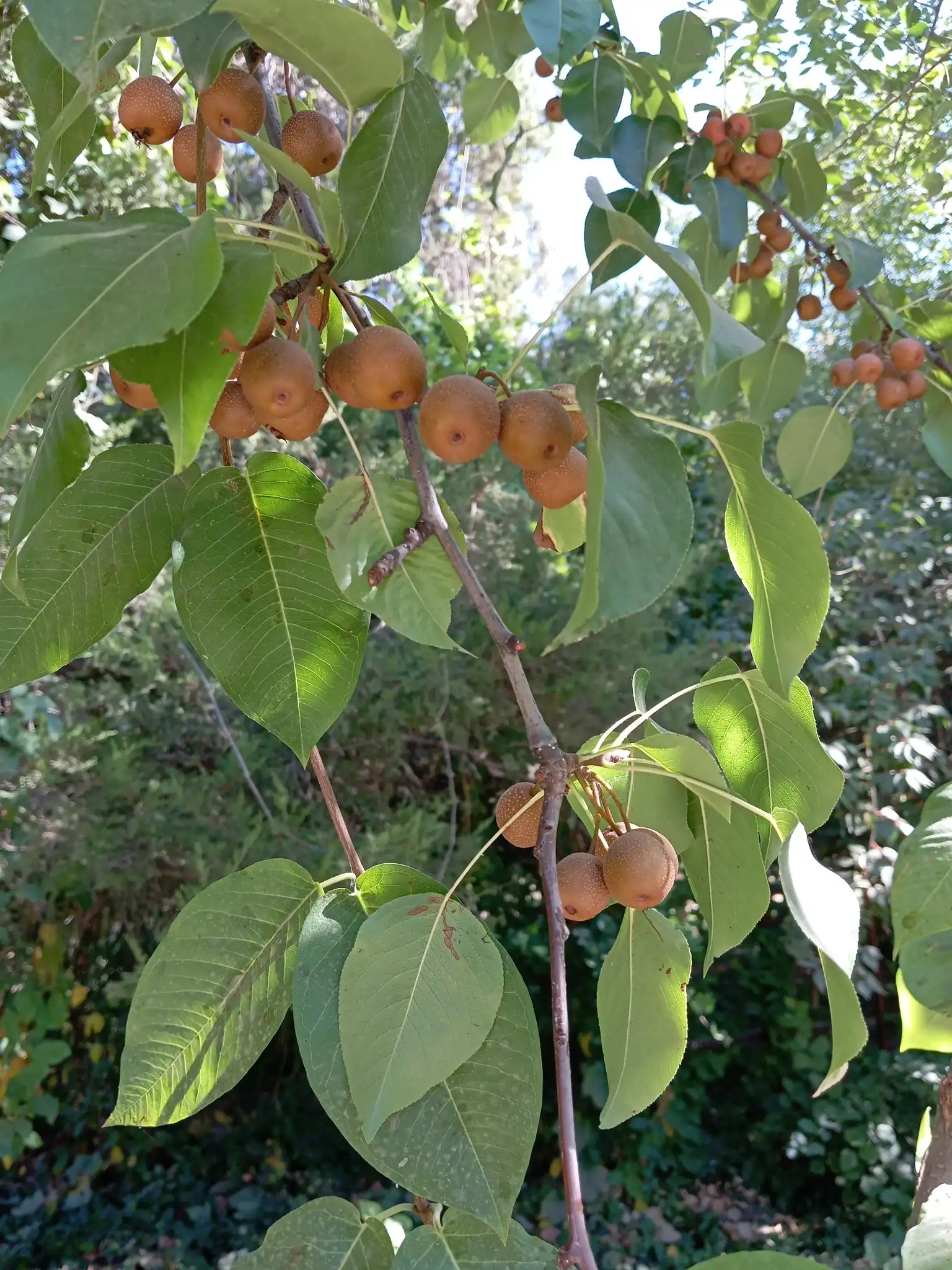 Asian Pear