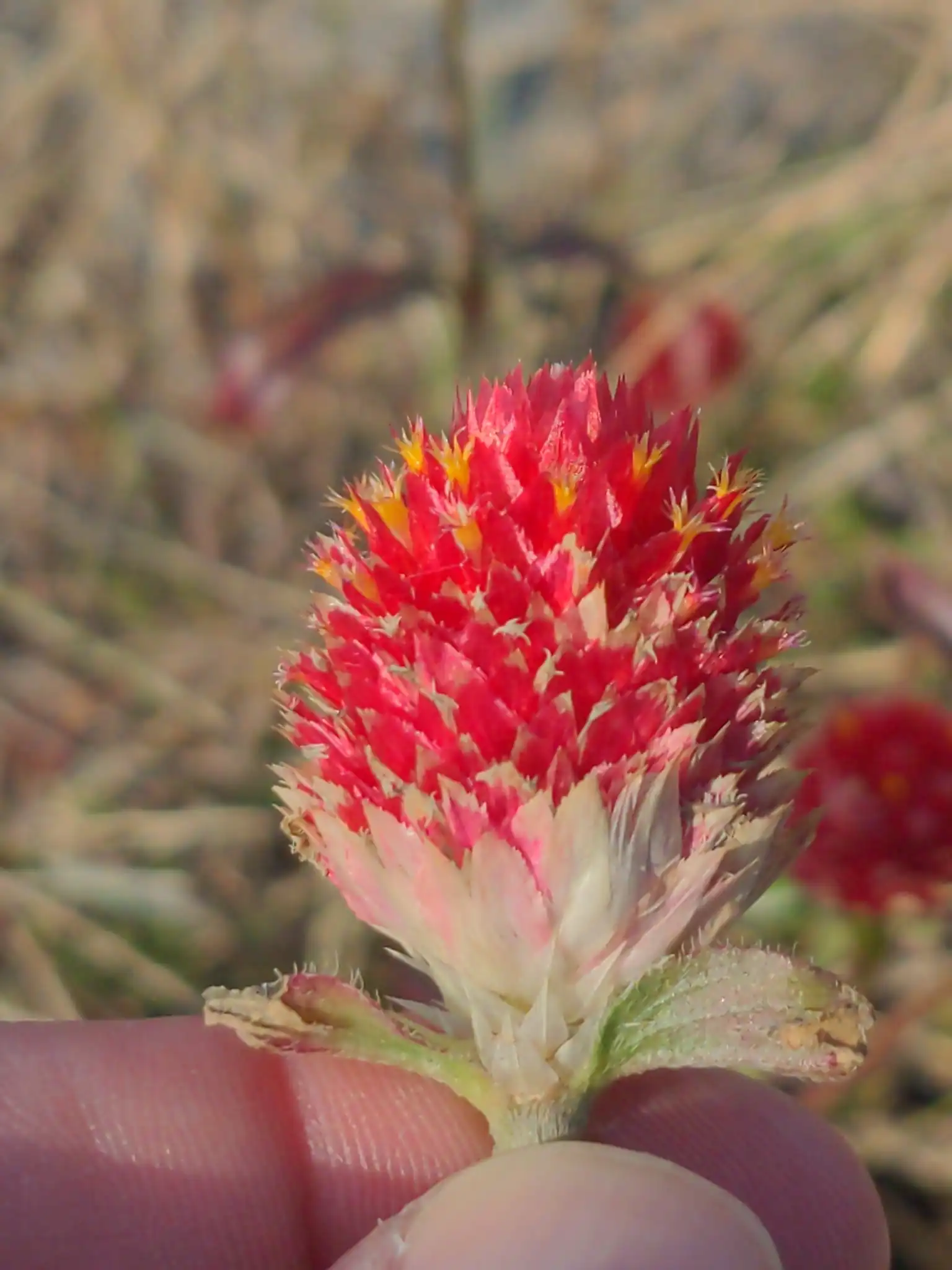 Globe Amaranth