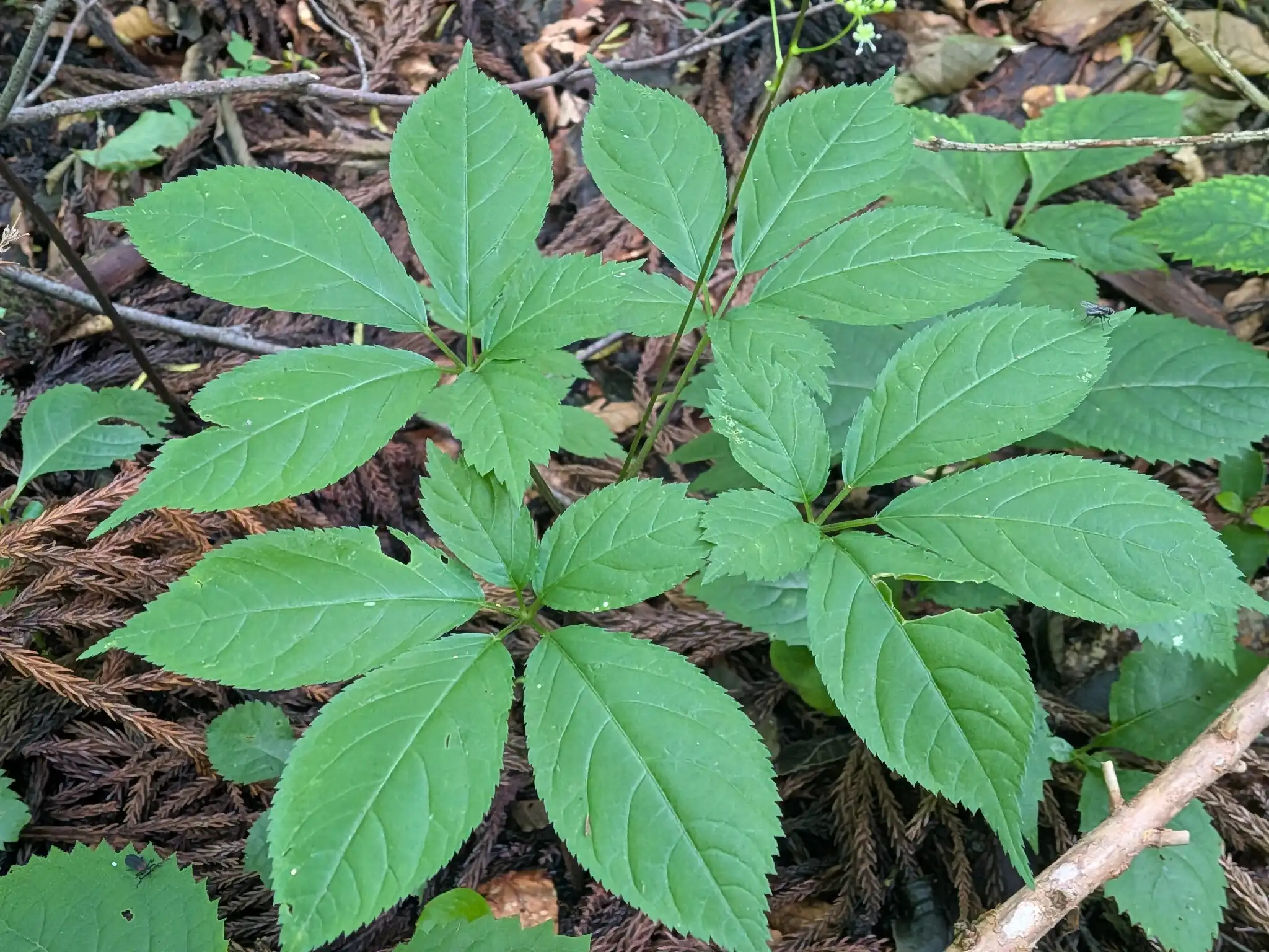 Japanese Ginseng