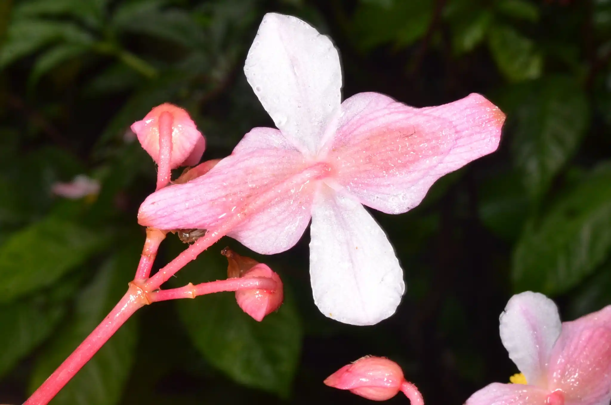 Hemsley's Begonia