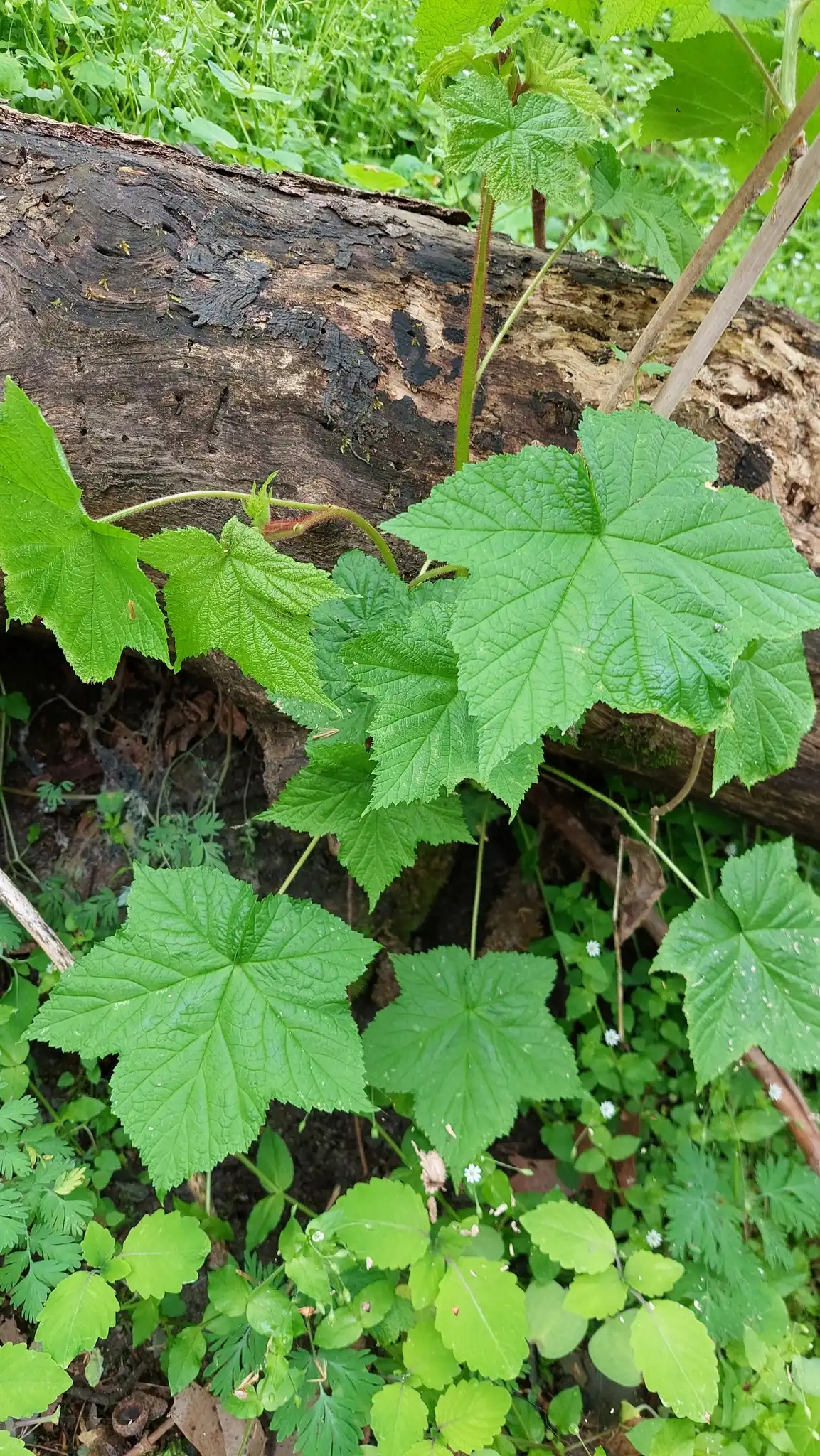 Purple-flowering raspberry