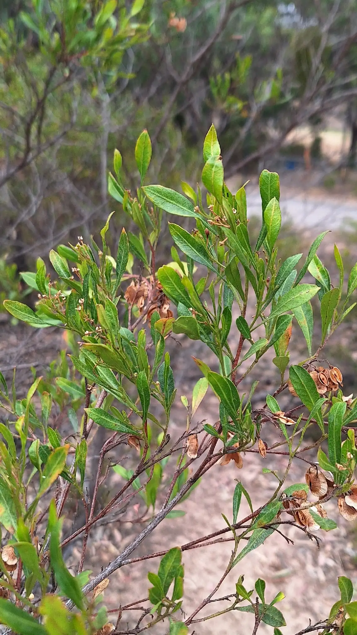 Hopseed Bush
