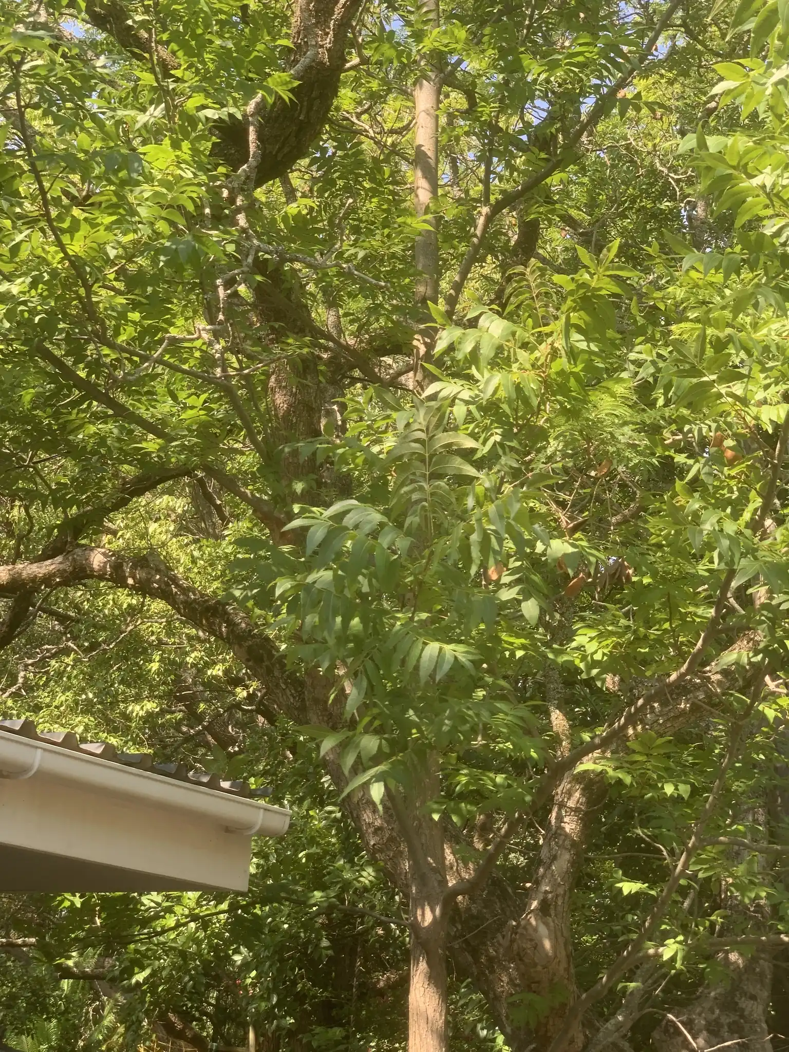 Pecan