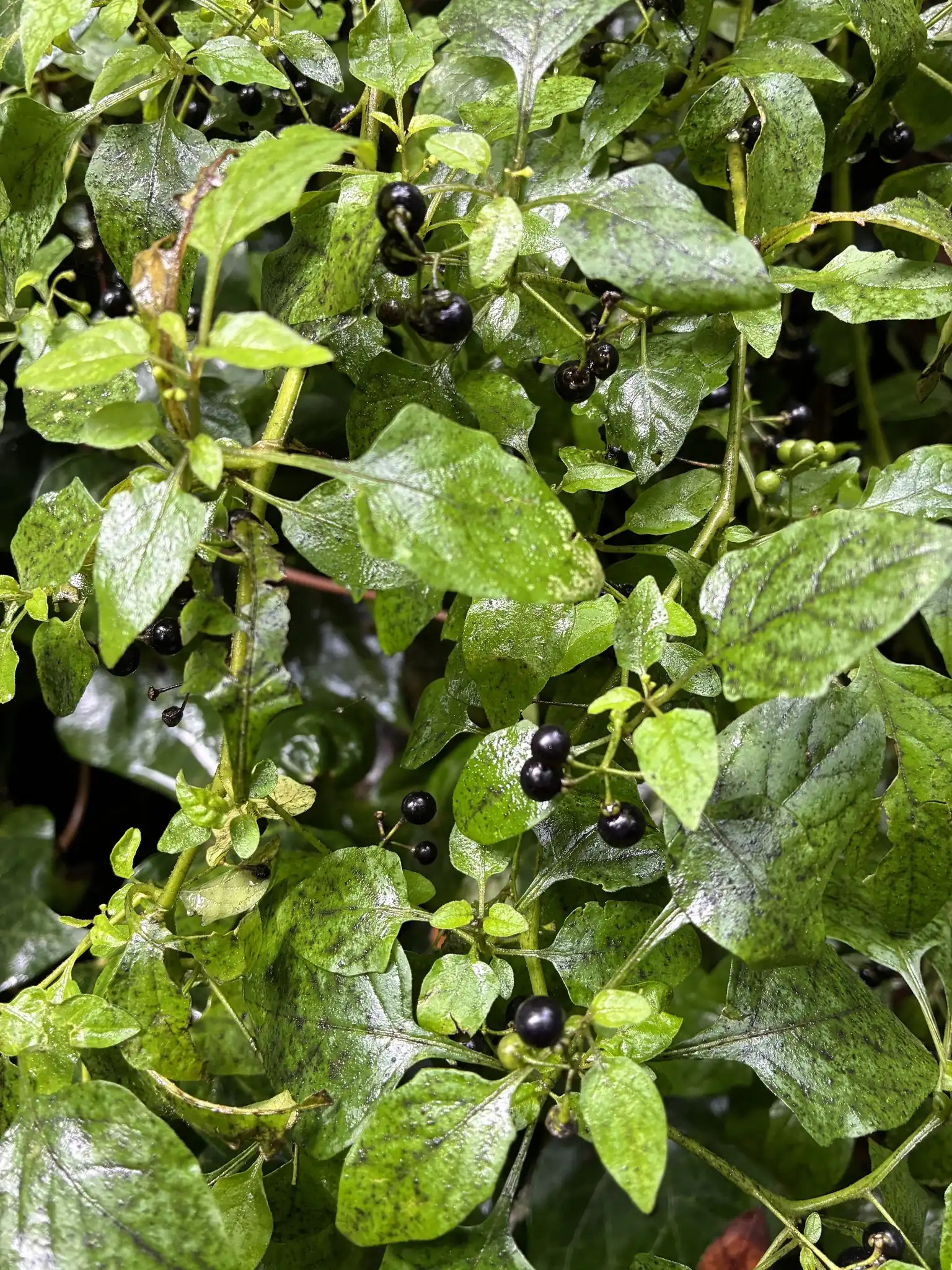American Black Nightshade