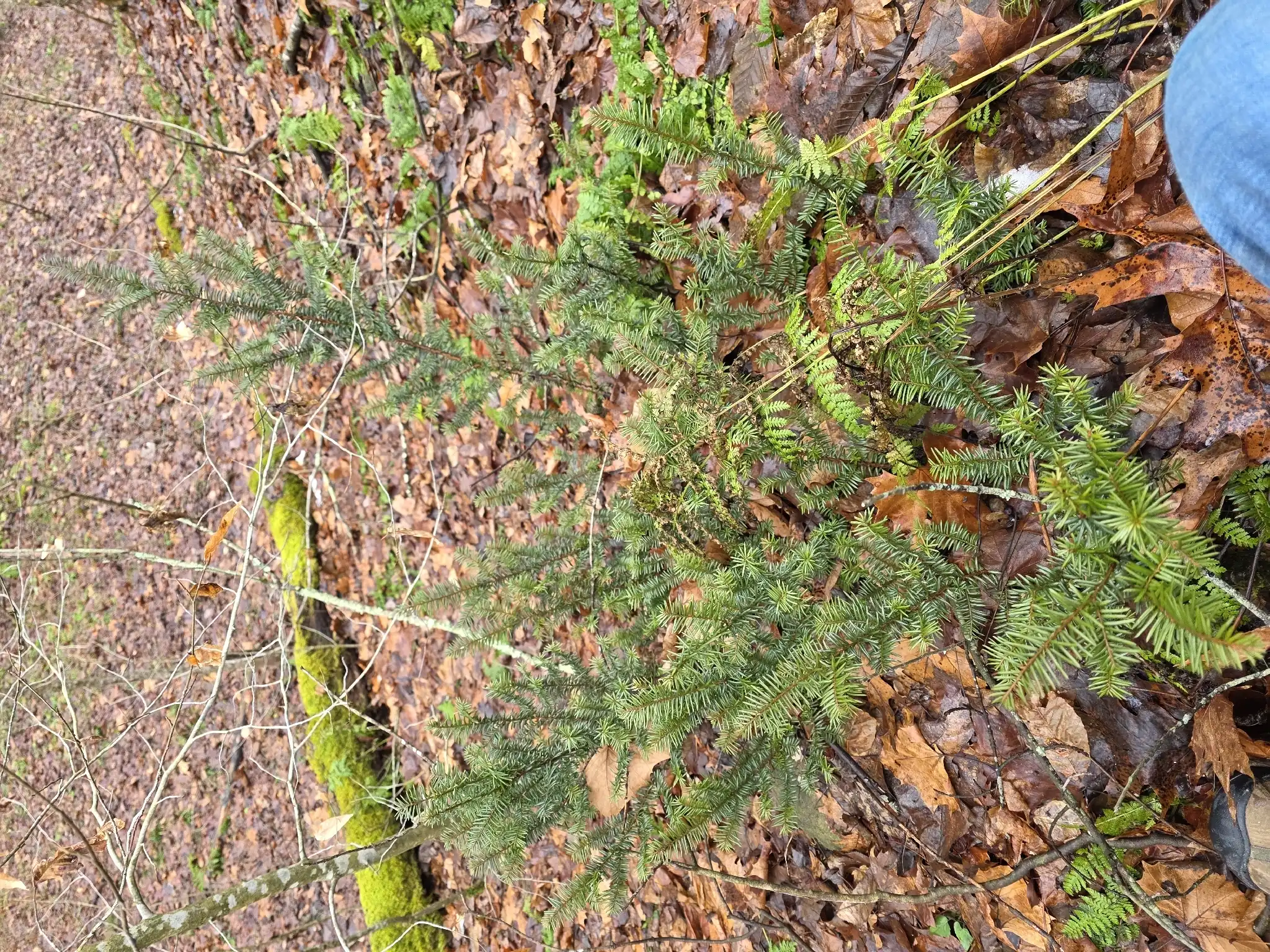 Canada Yew