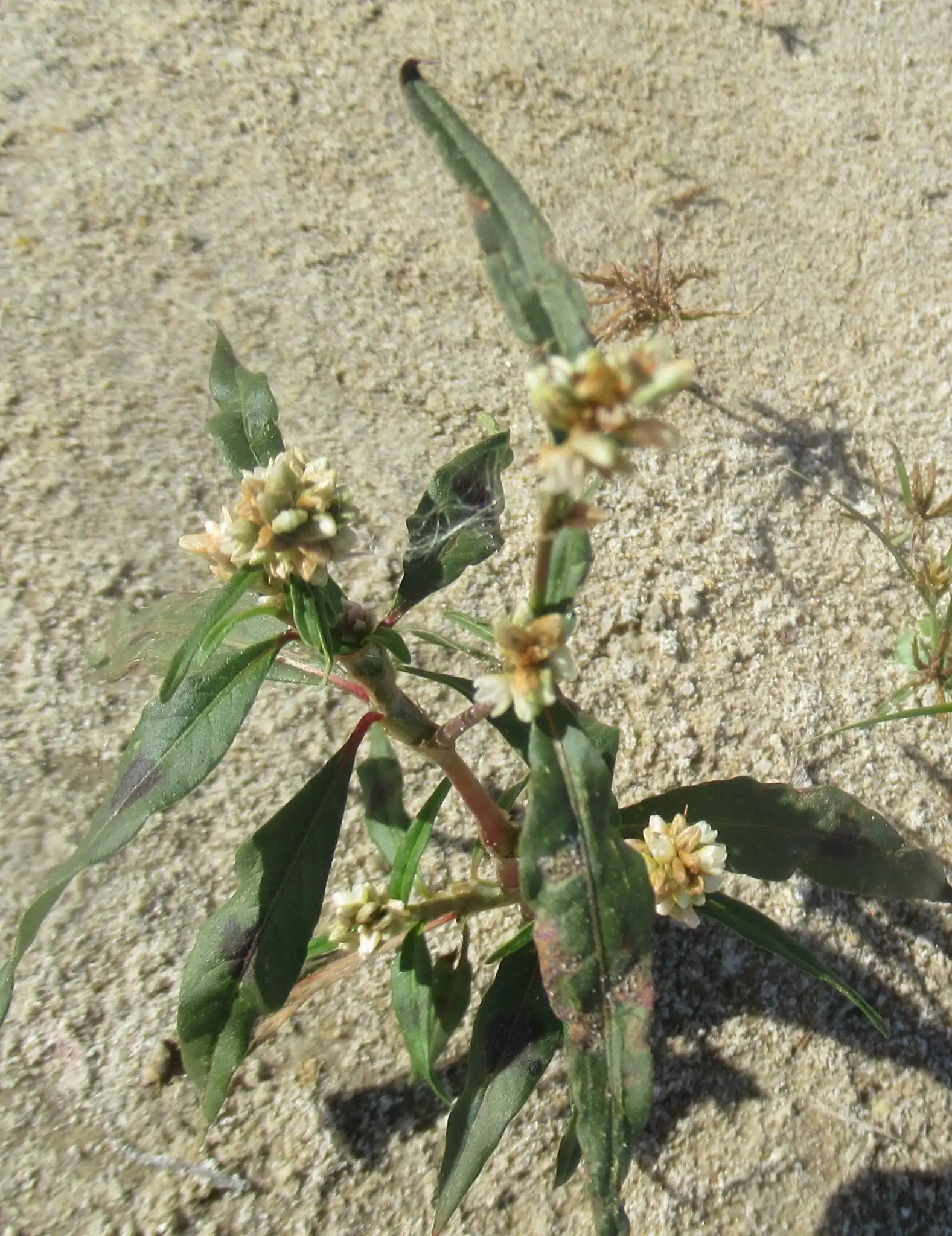 Pale smartweed