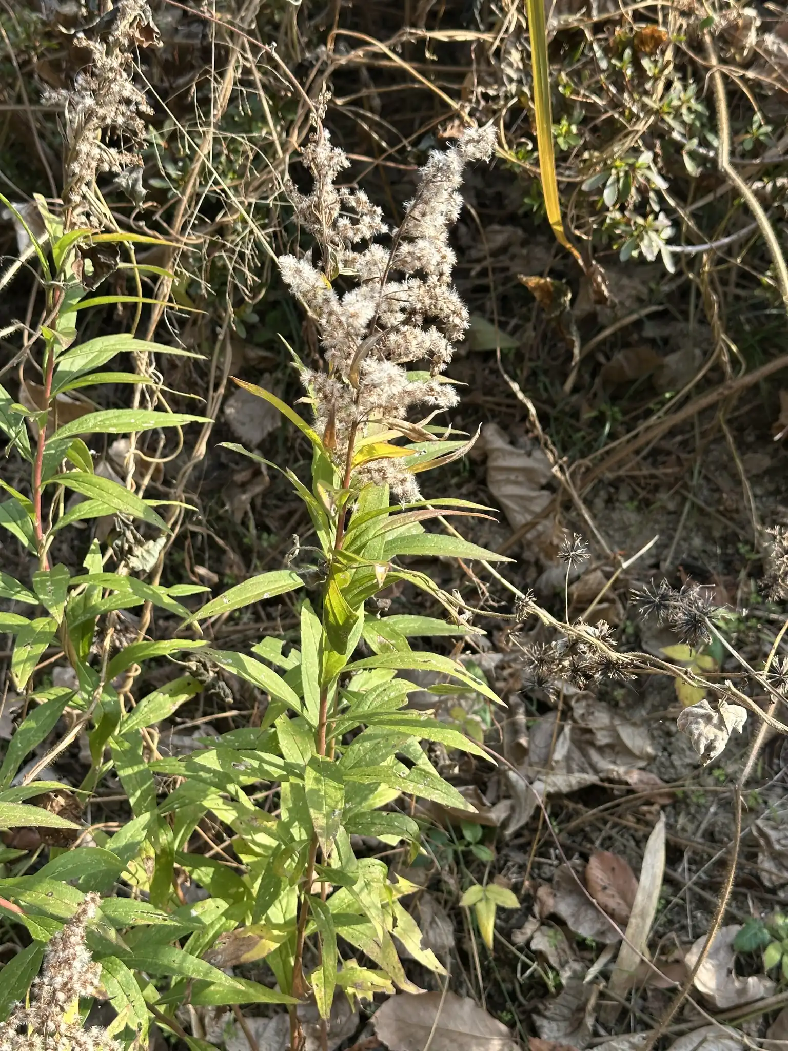 Tall Goldenrod