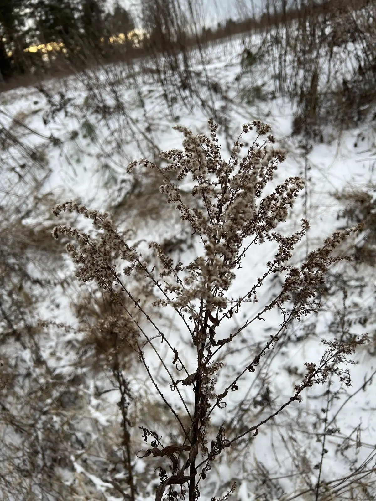 Canada Goldenrod