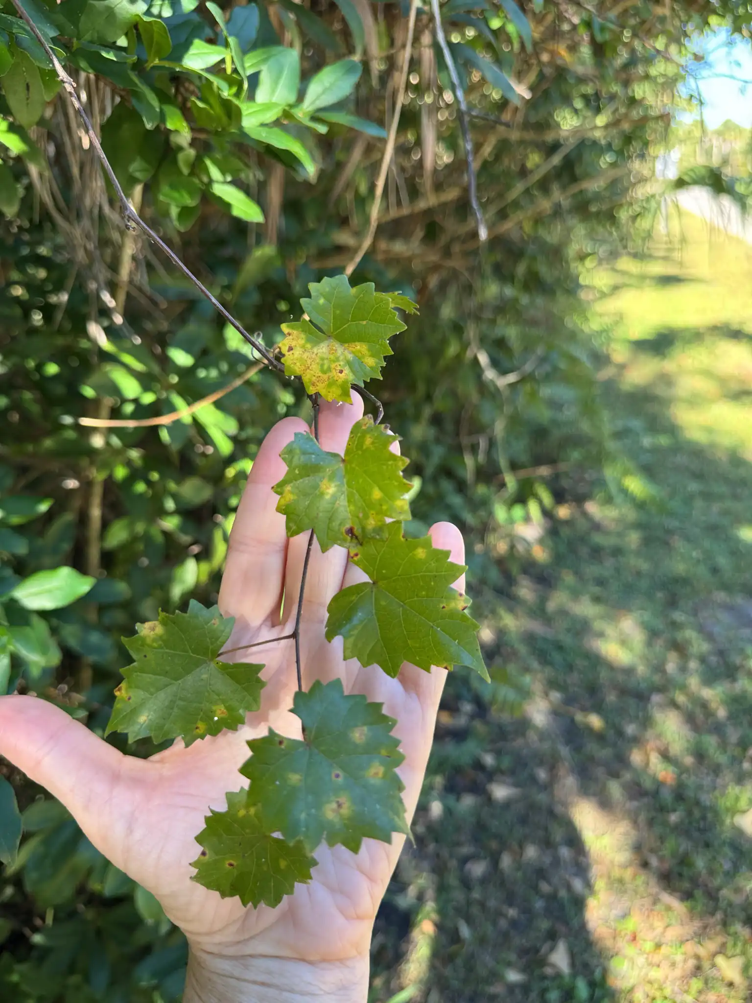 Muscadine