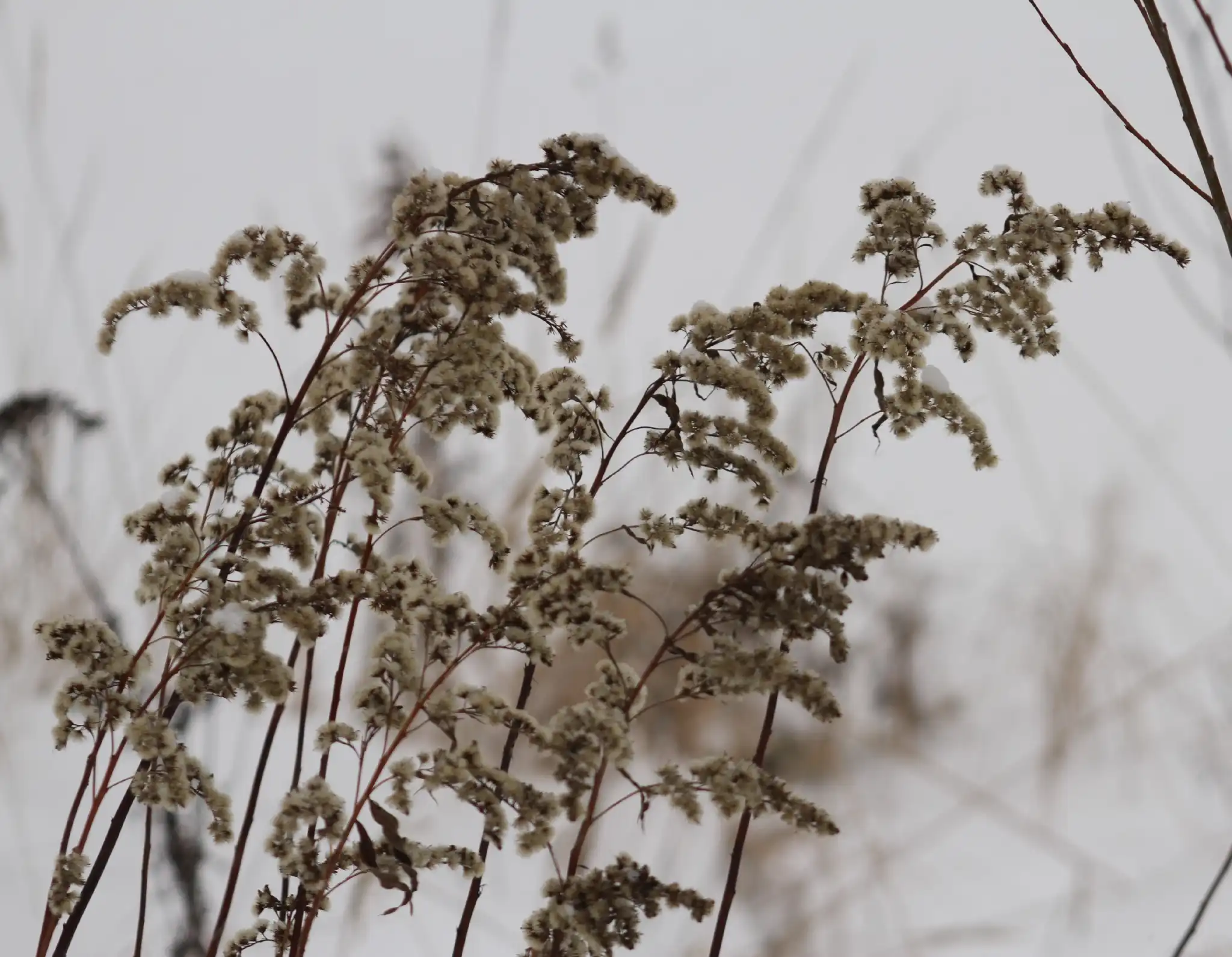 Giant goldenrod