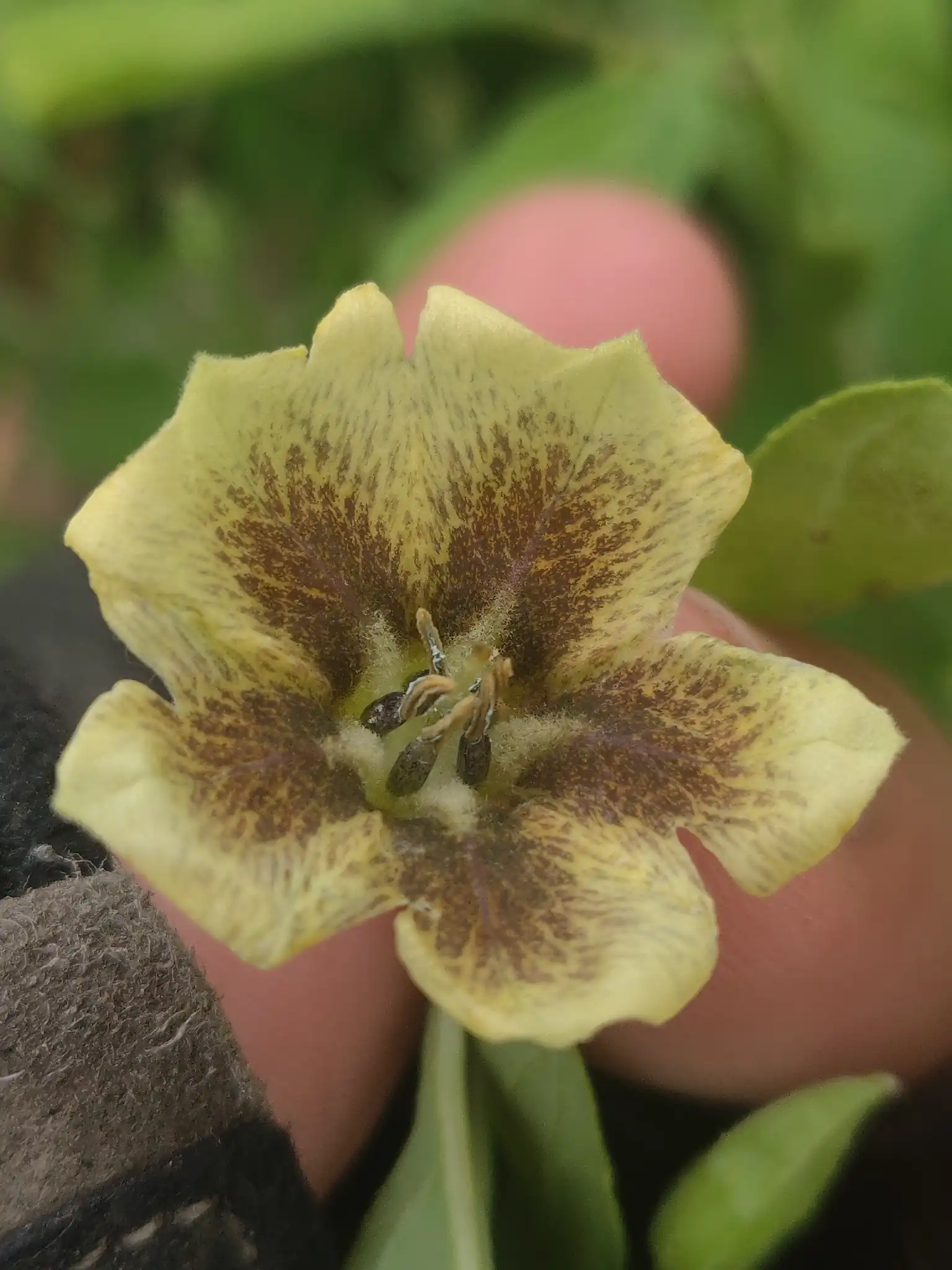 Common Groundcherry