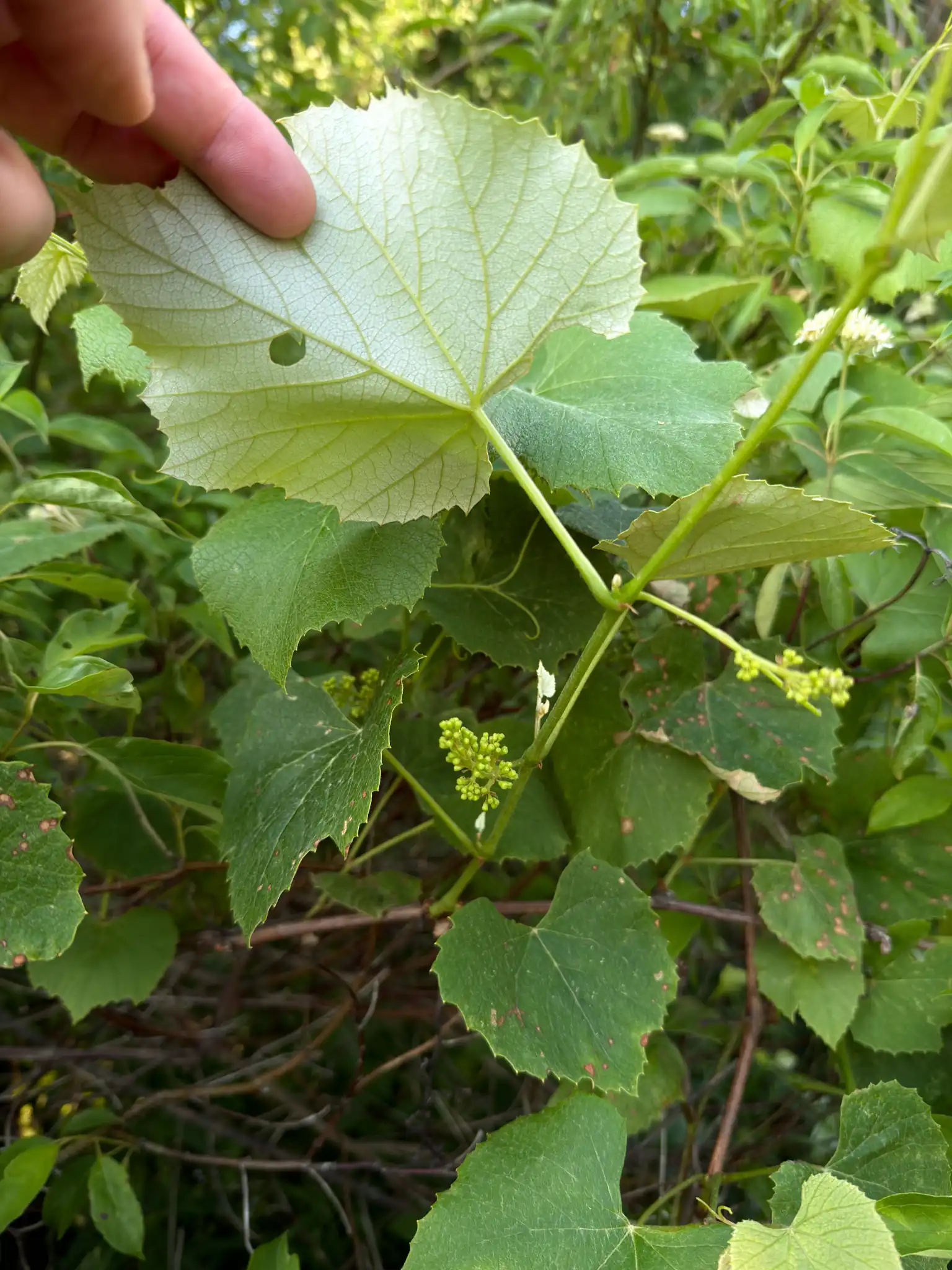 Fox Grape