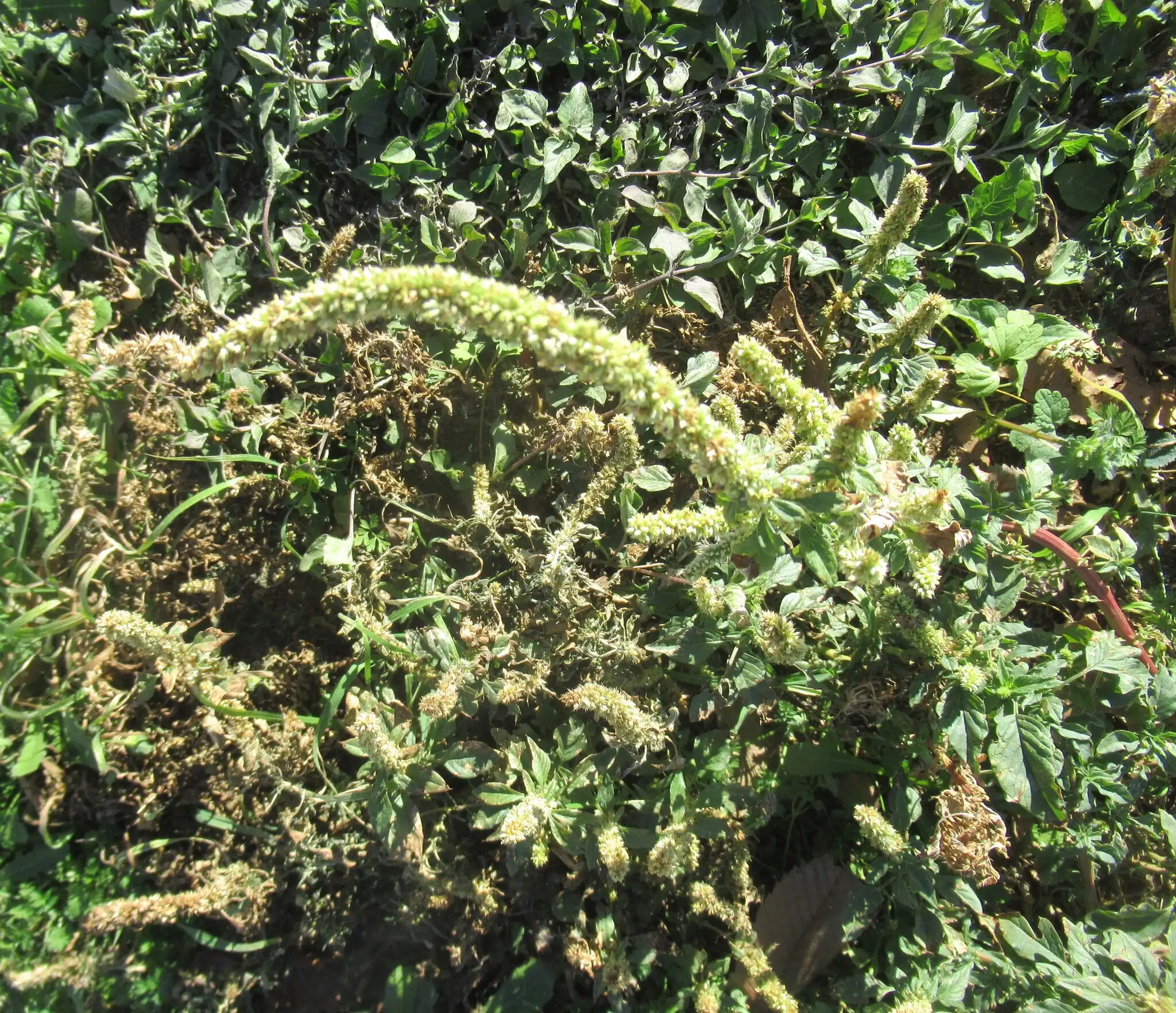 Palmer Amaranth