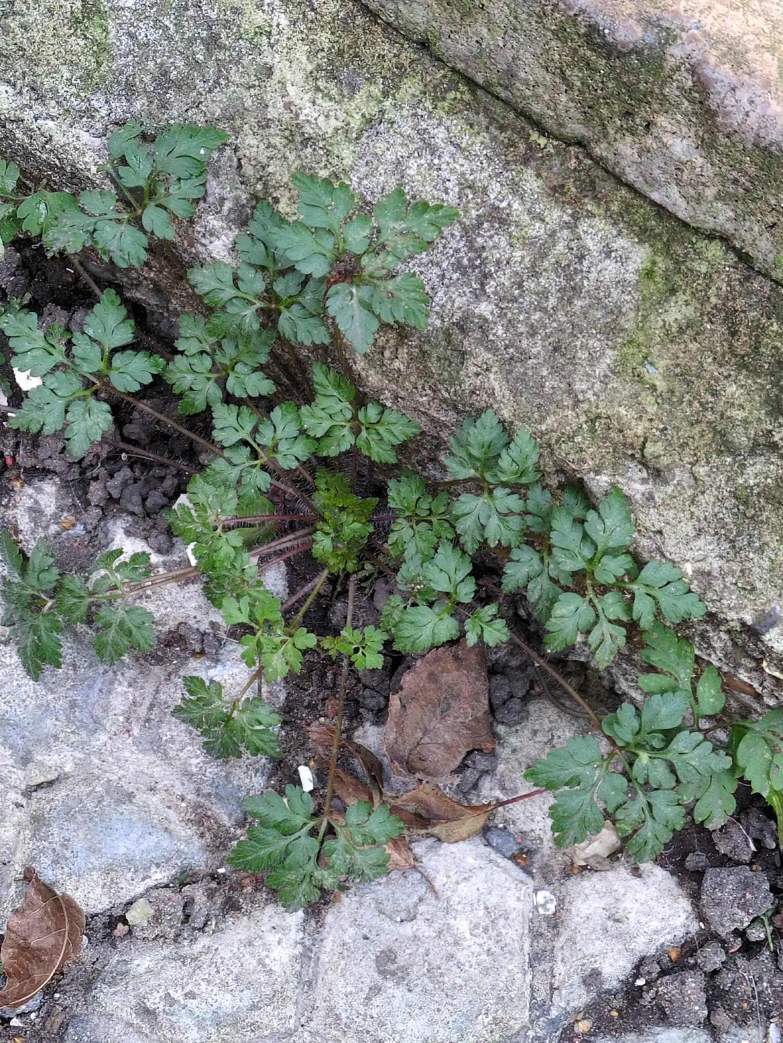 Herb-Robert