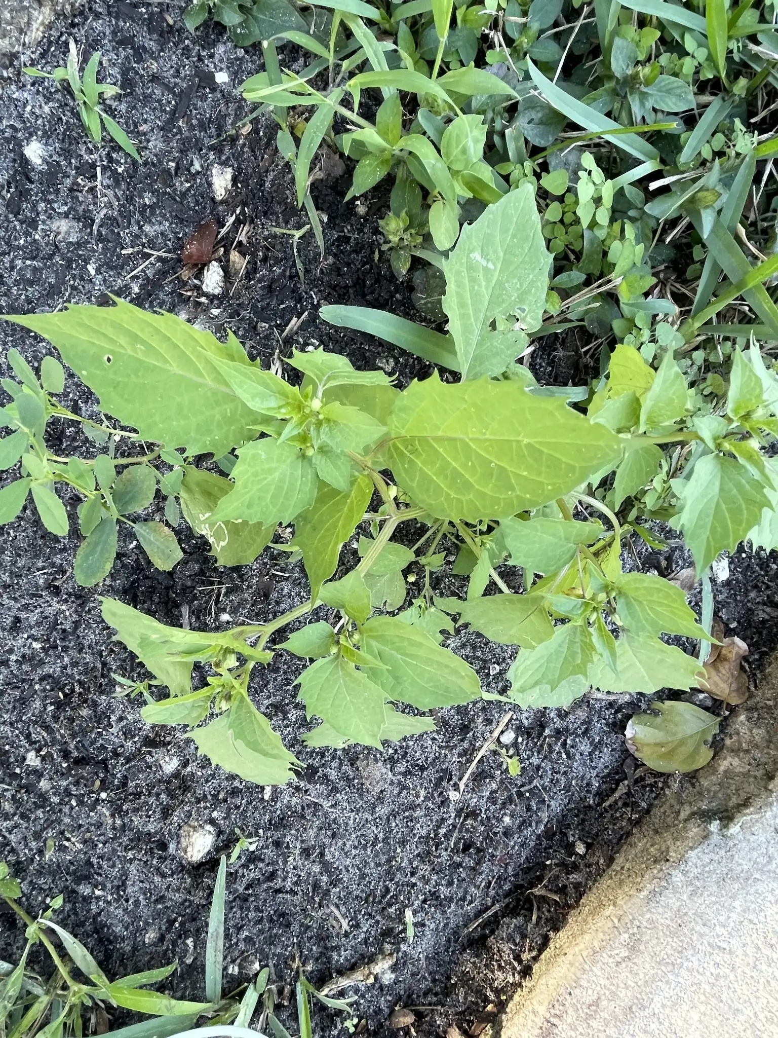 Cutleaf Groundcherry