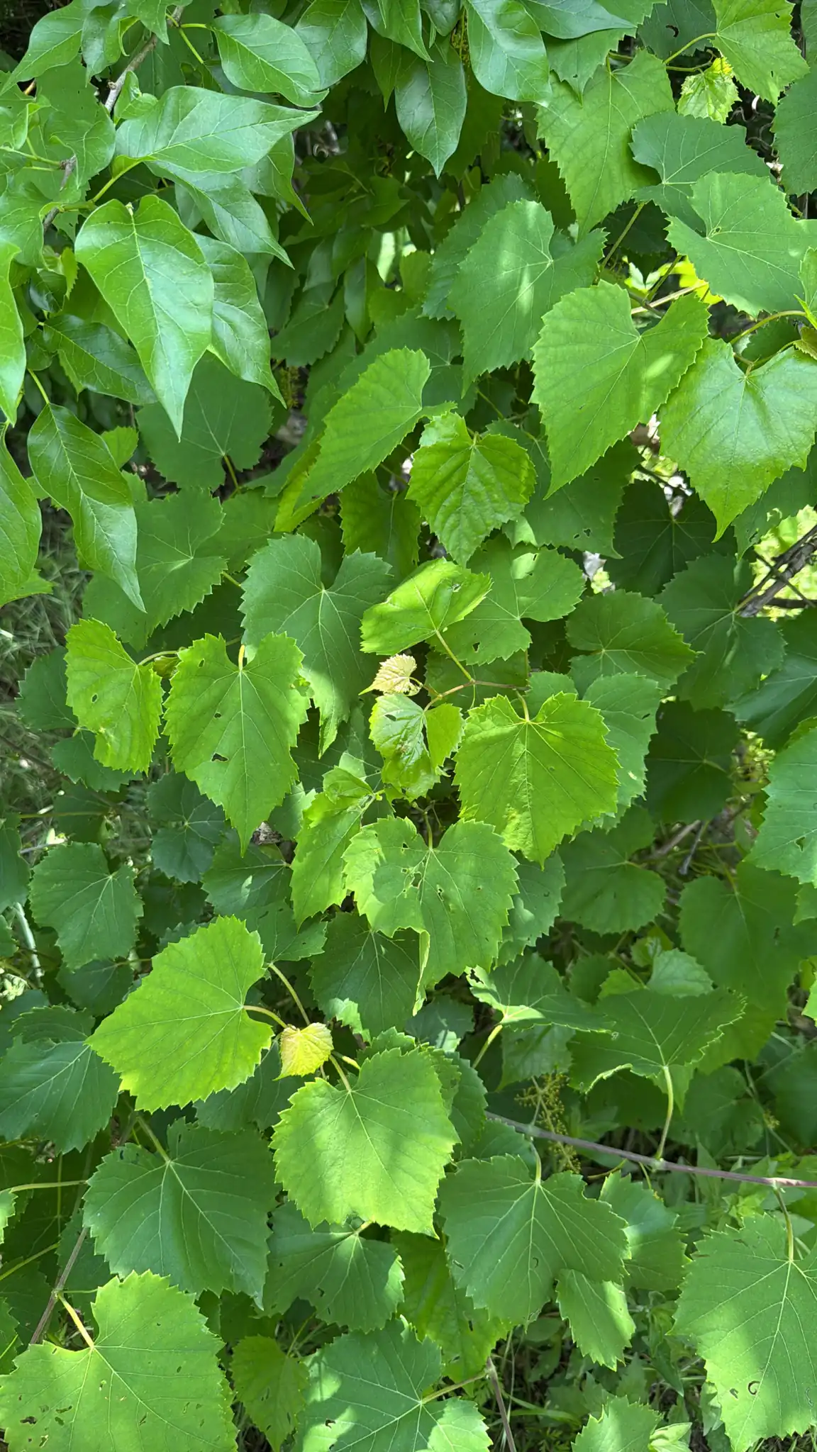 Frost Grape