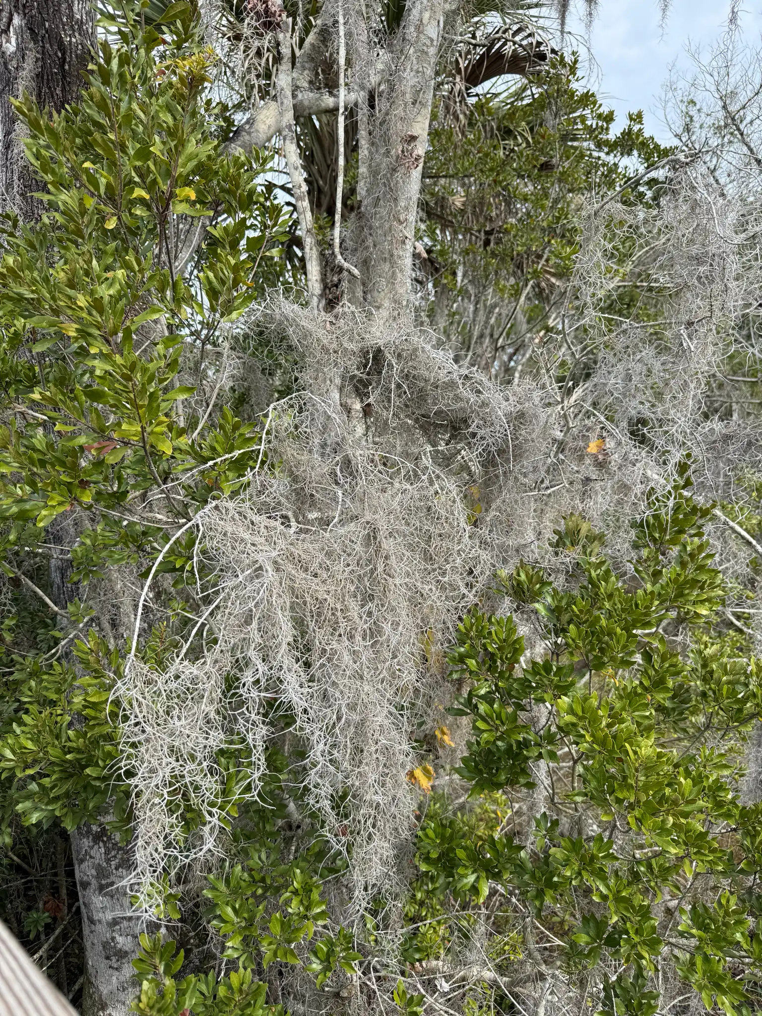 Spanish Moss