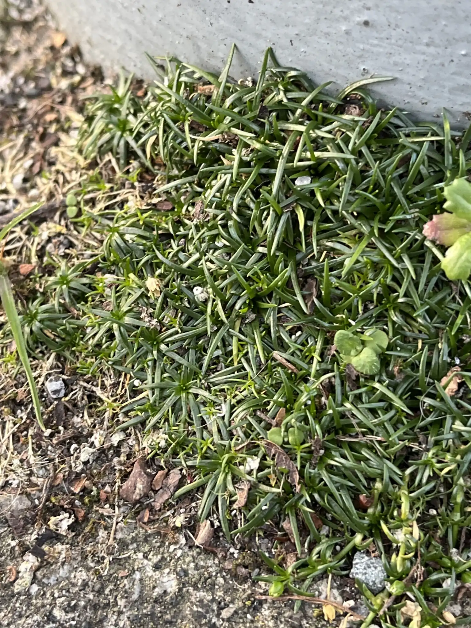 Procumbent Pearlwort