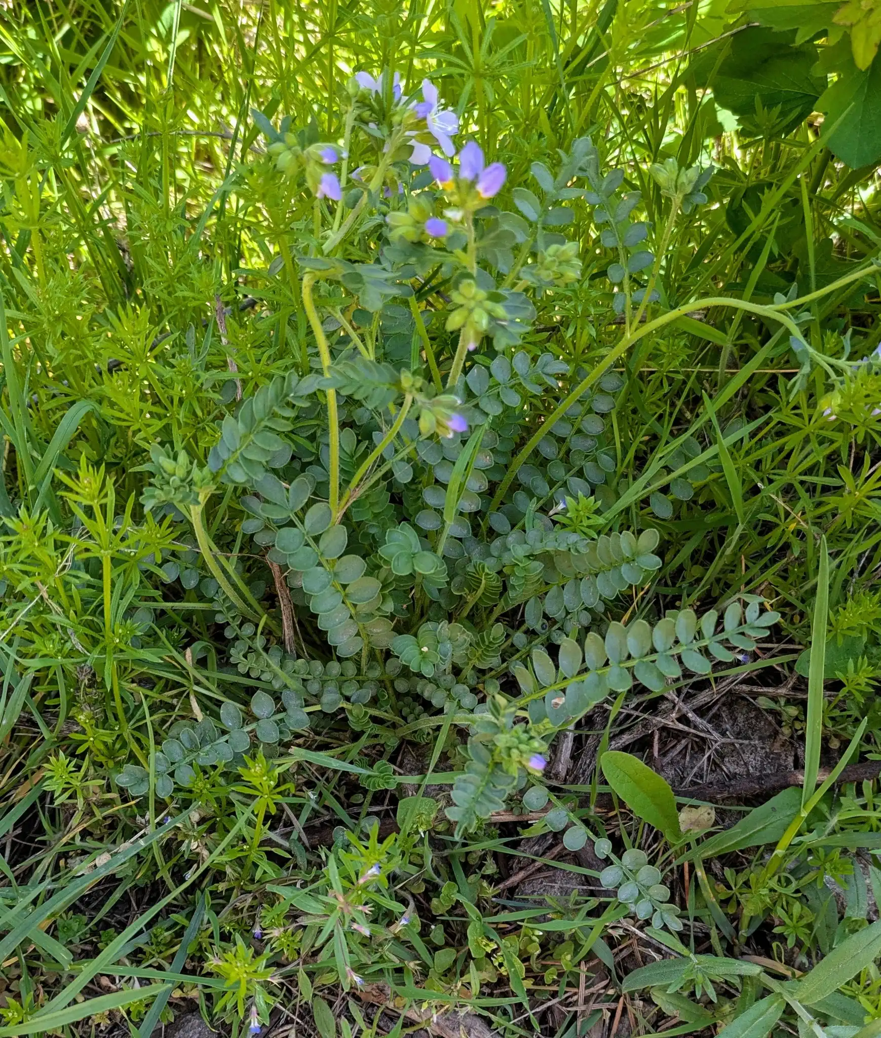 Showy Jacob's-ladder