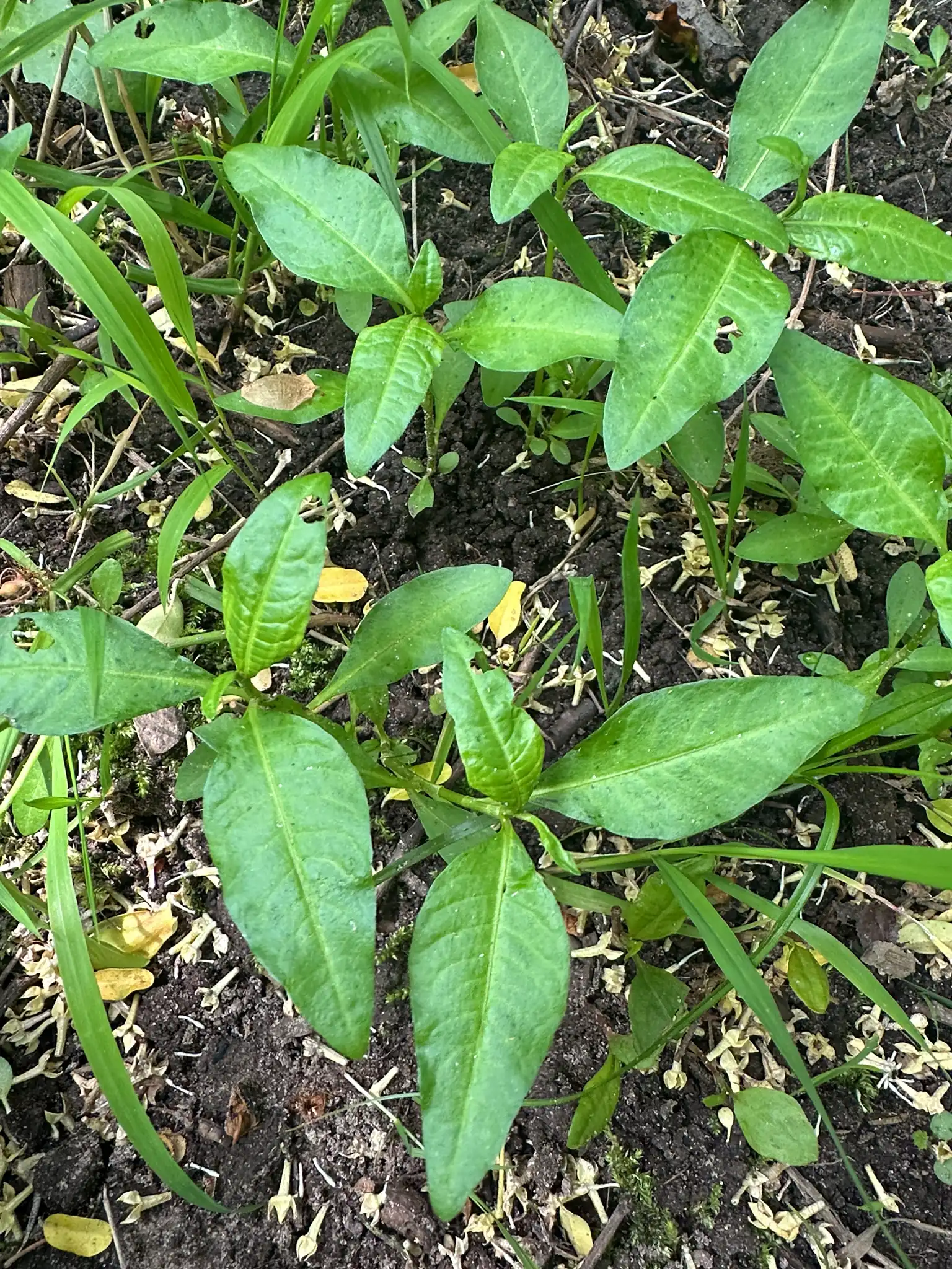 Pennsylvania Smartweed