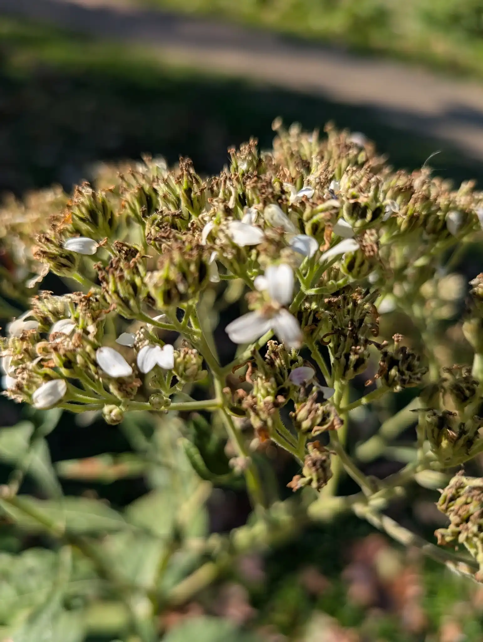 Frostweed