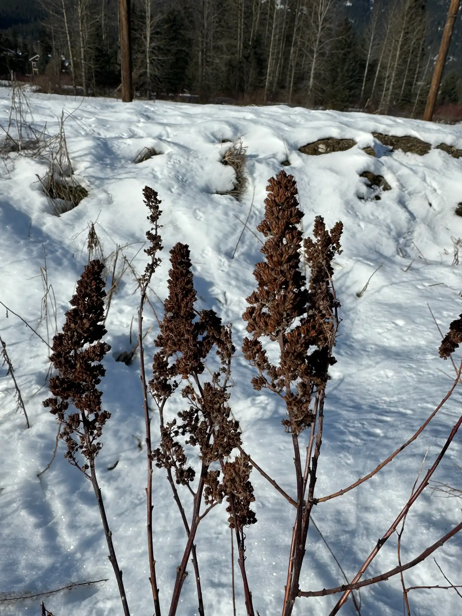 Rose Spirea