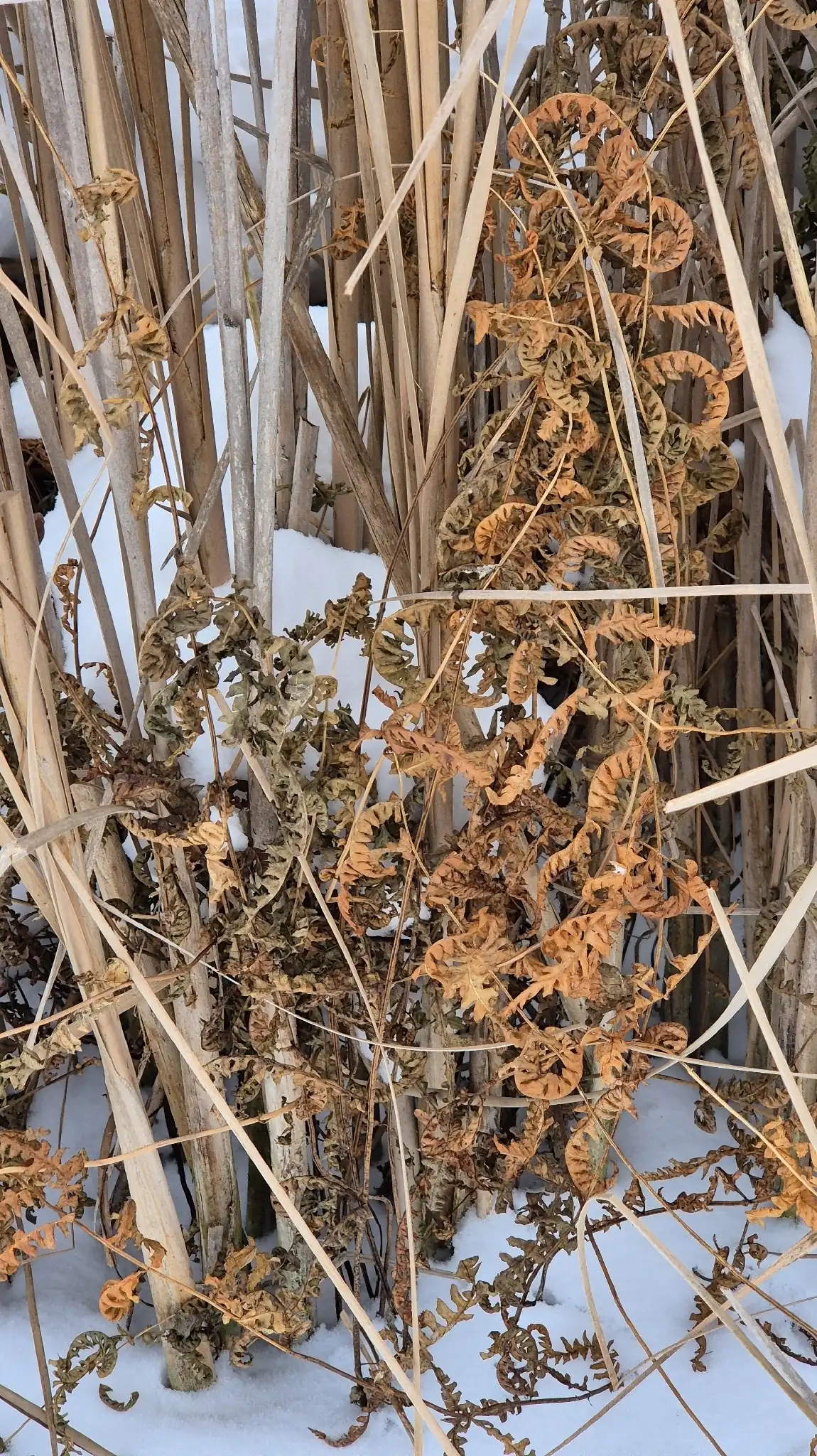 Marsh Fern