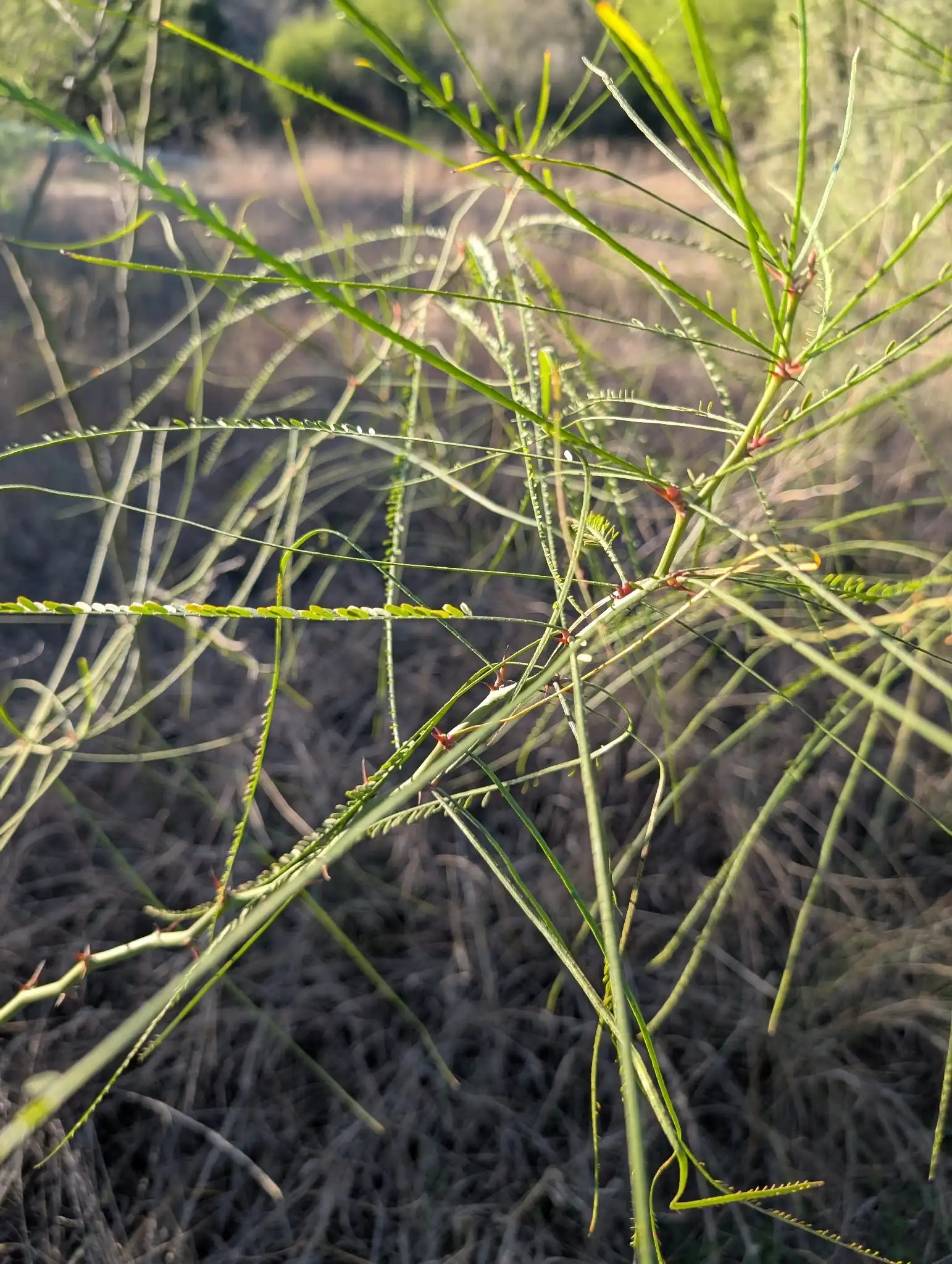 Jerusalem Thorn