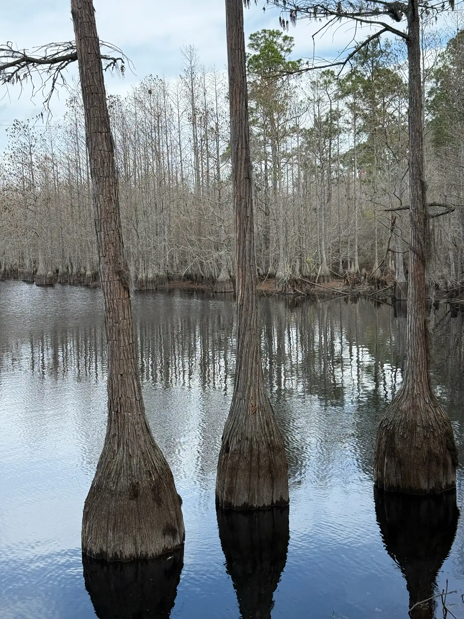 Pond Cypress