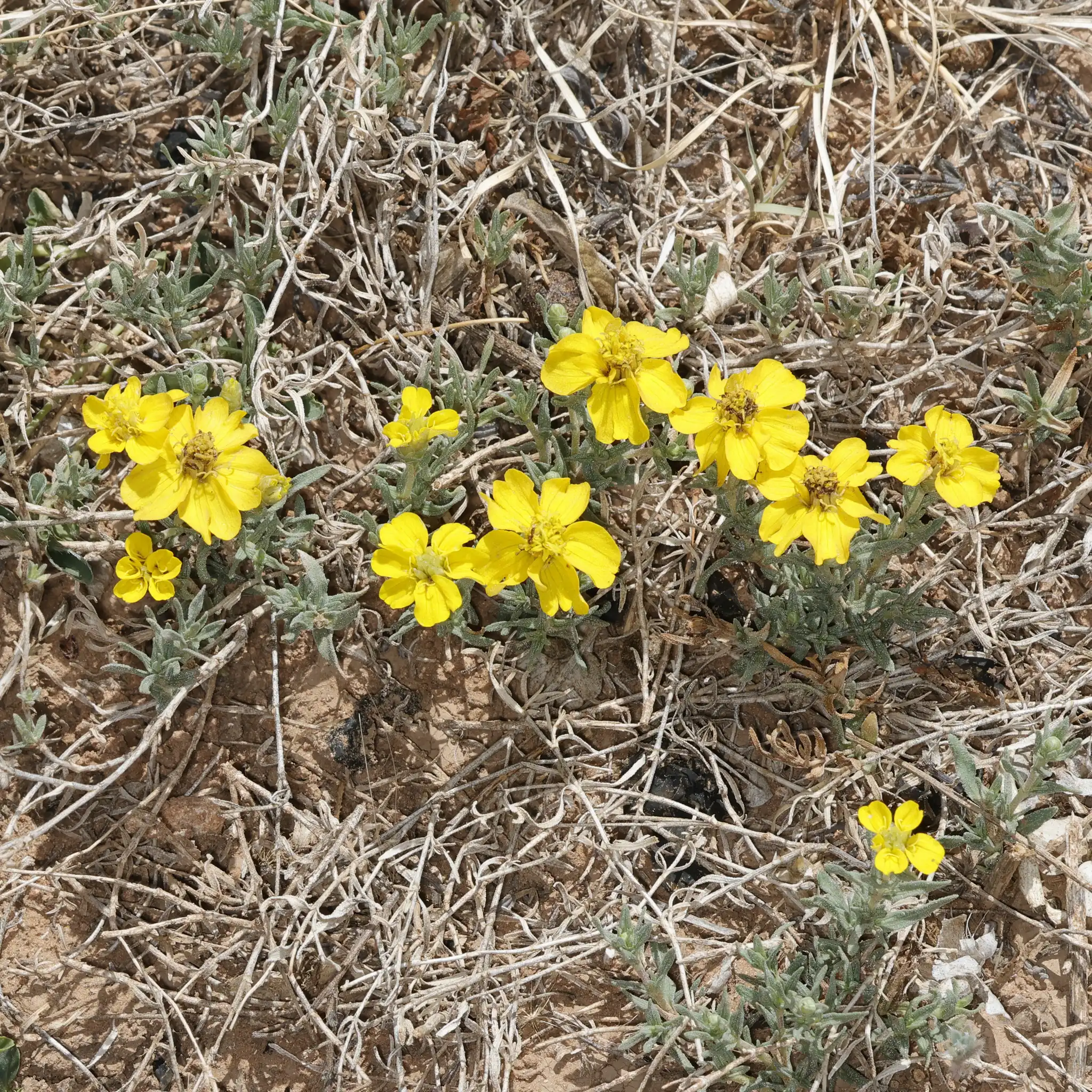 Plains Zinnia