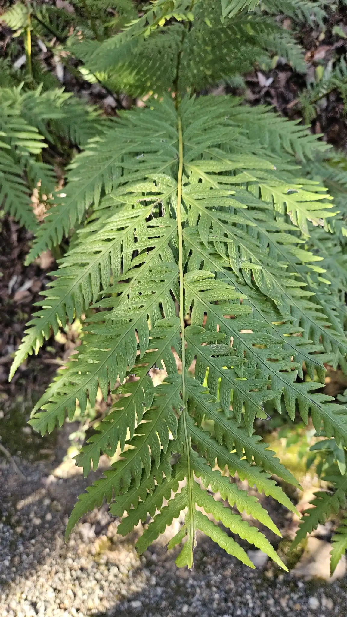 Giant Chain Fern