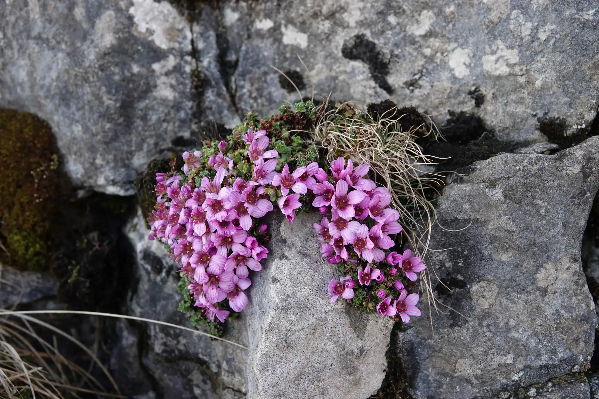 Purple mountain saxifrage